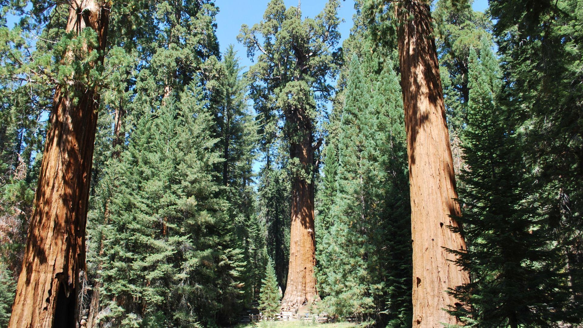 1920x1080 Sequoia National Park Wallpaper High Quality, Desktop