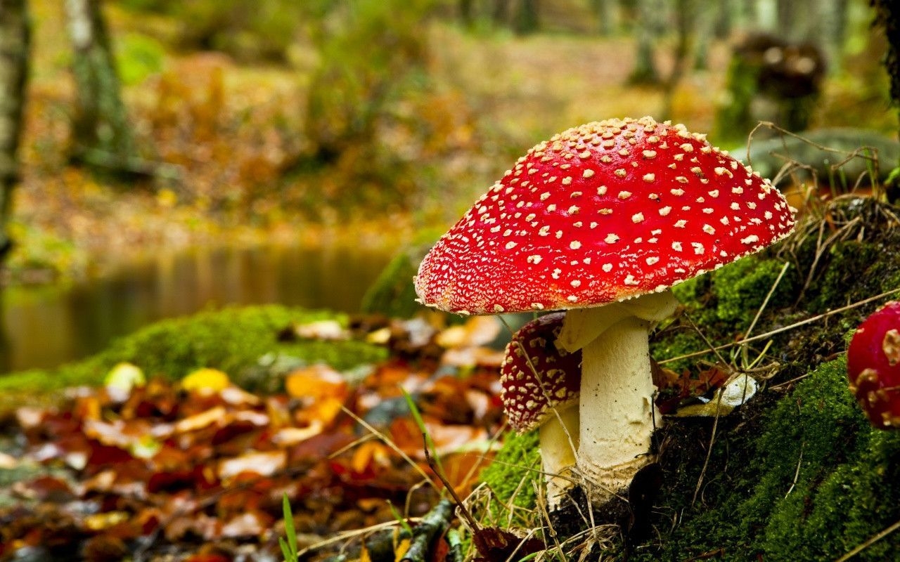 1280x800 Mushroom 3D Live Wallpaper, Desktop