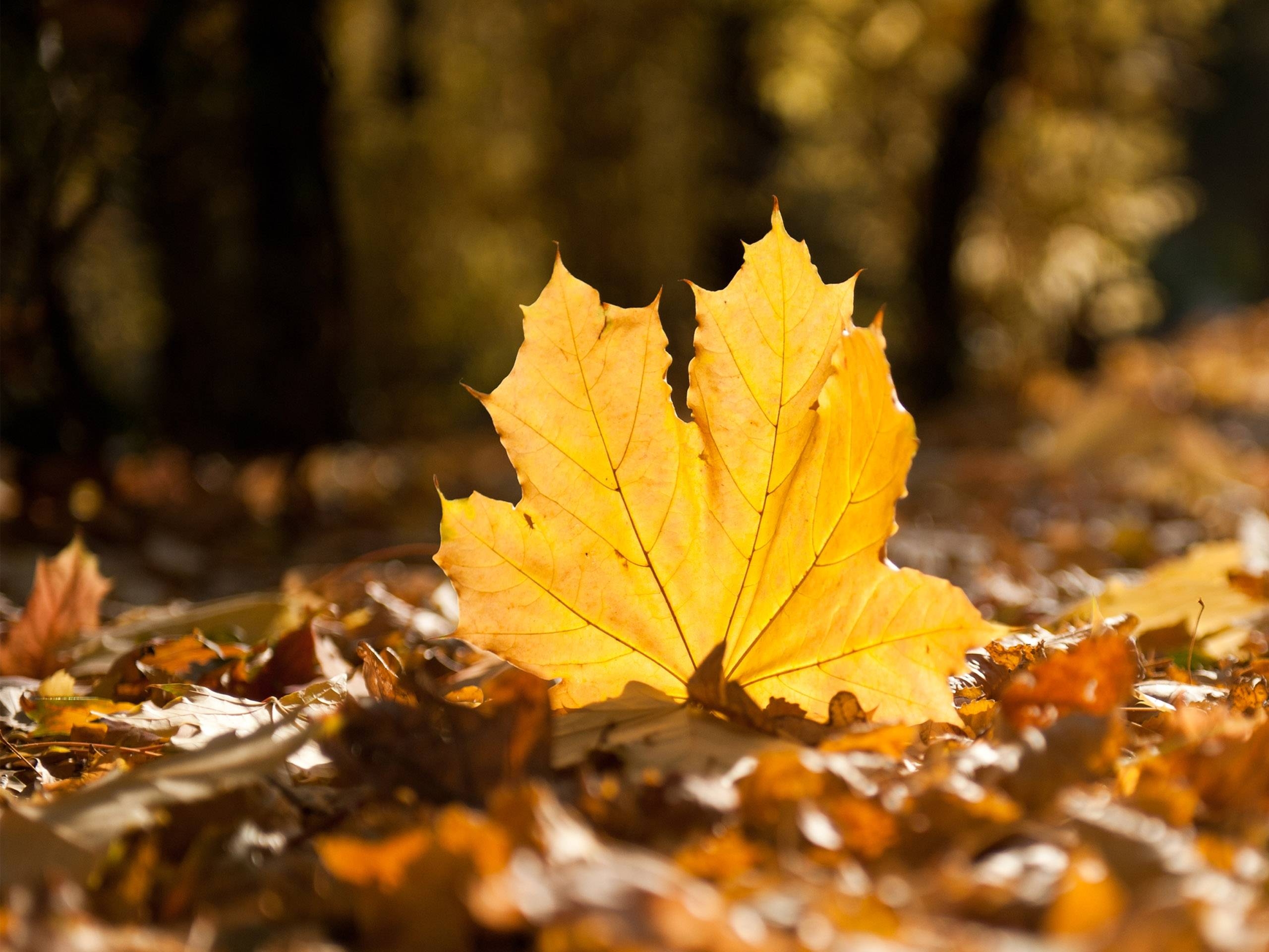 2560x1920 Autumn Leaves HD Wallpaper, Desktop