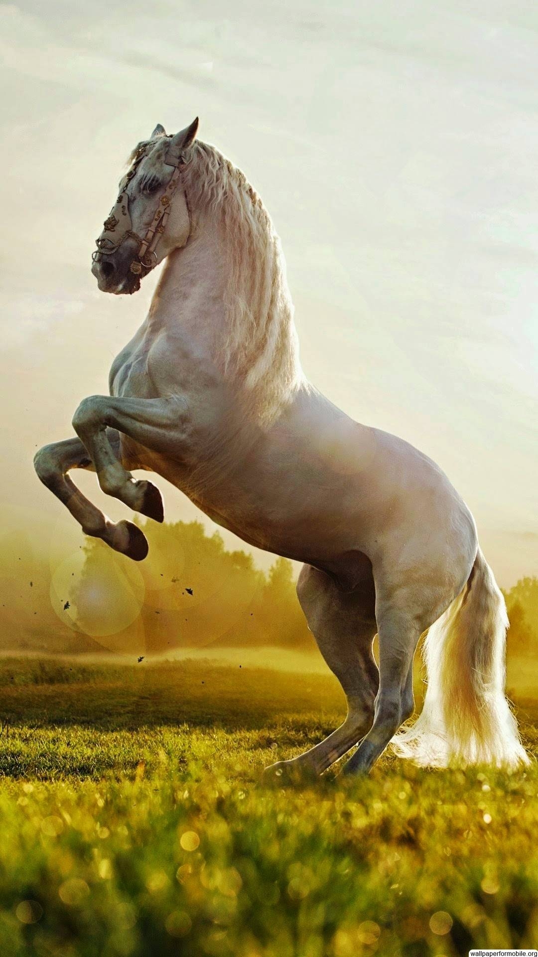 1080x1920 Horse Wallpaper For Mobile Phone Wallpaper Hd, HD, Phone