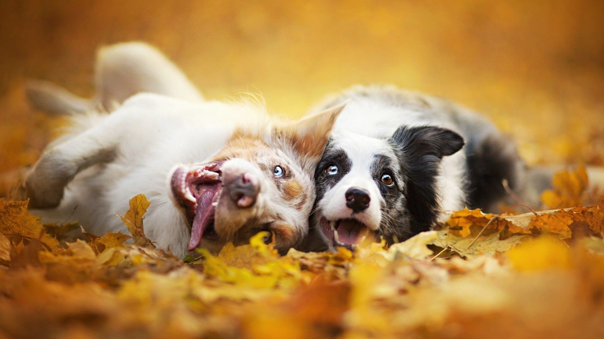 1920x1080 Dog, Animals, Depth Of Field, Fall Wallpaper HD / Animal, Desktop