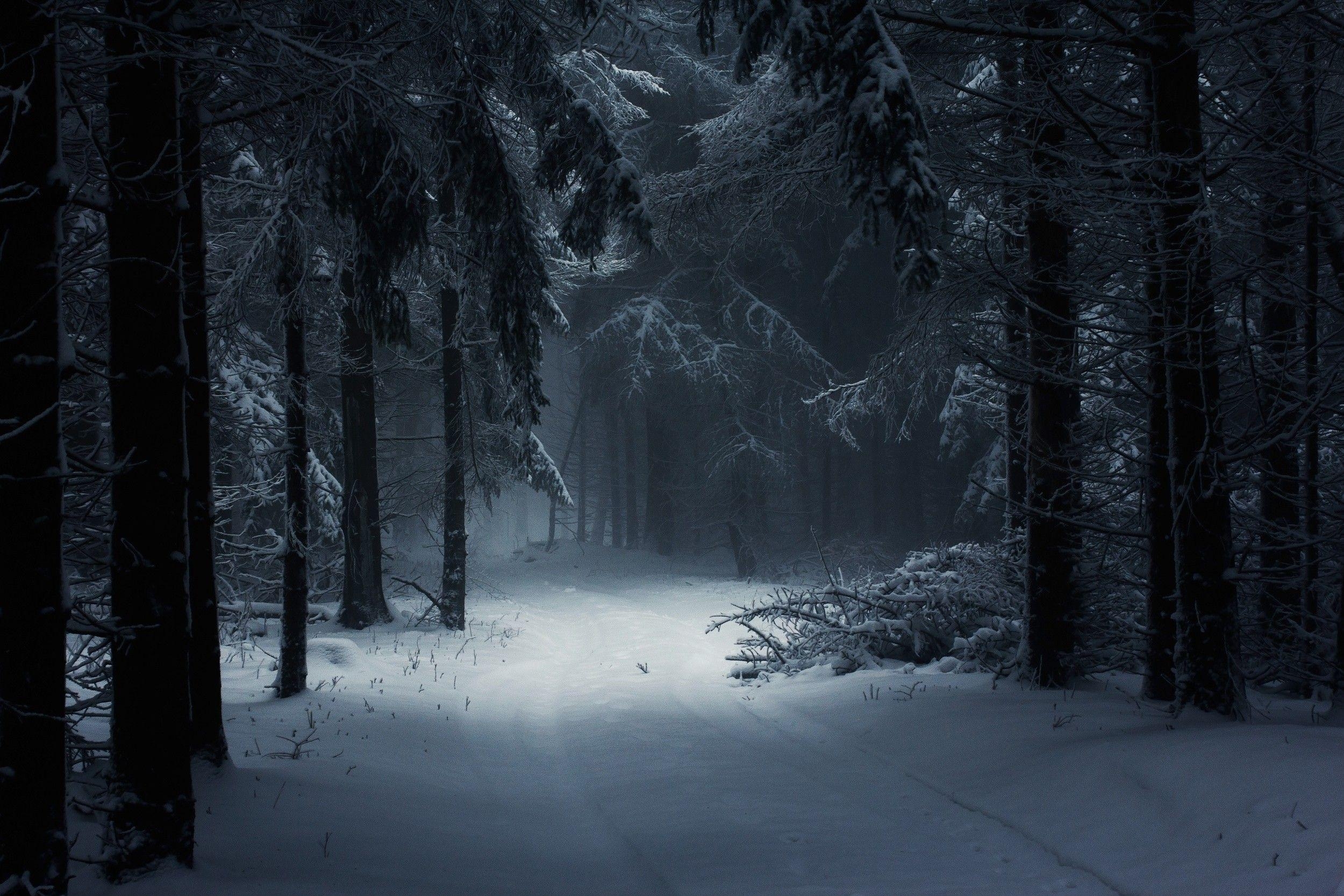 2500x1670 landscape nature winter forest snow mist daylight path trees, Desktop