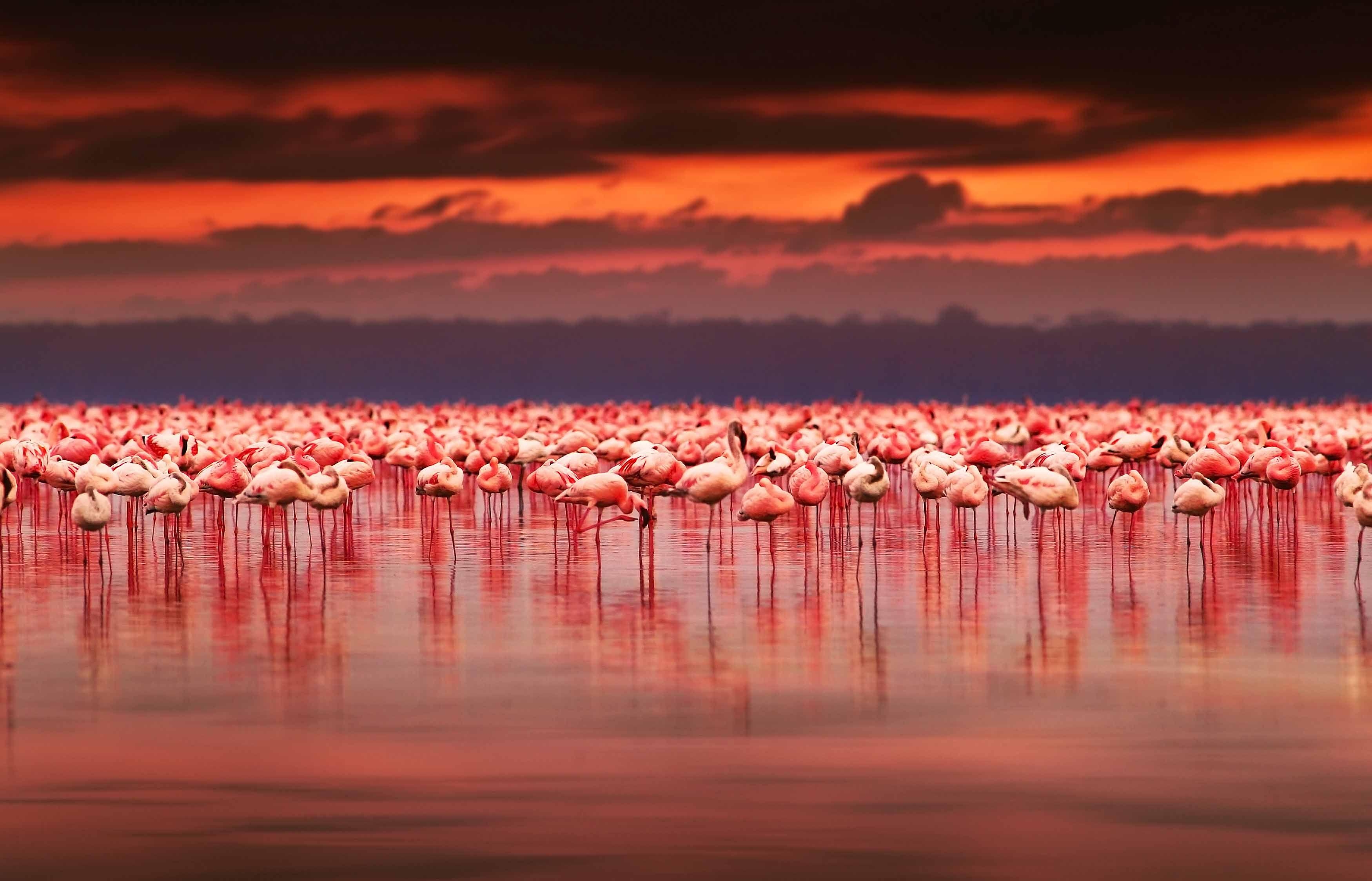 3500x2250 Flamingo sunset at lake Nakuru, Kenya. Wanderlust, Desktop