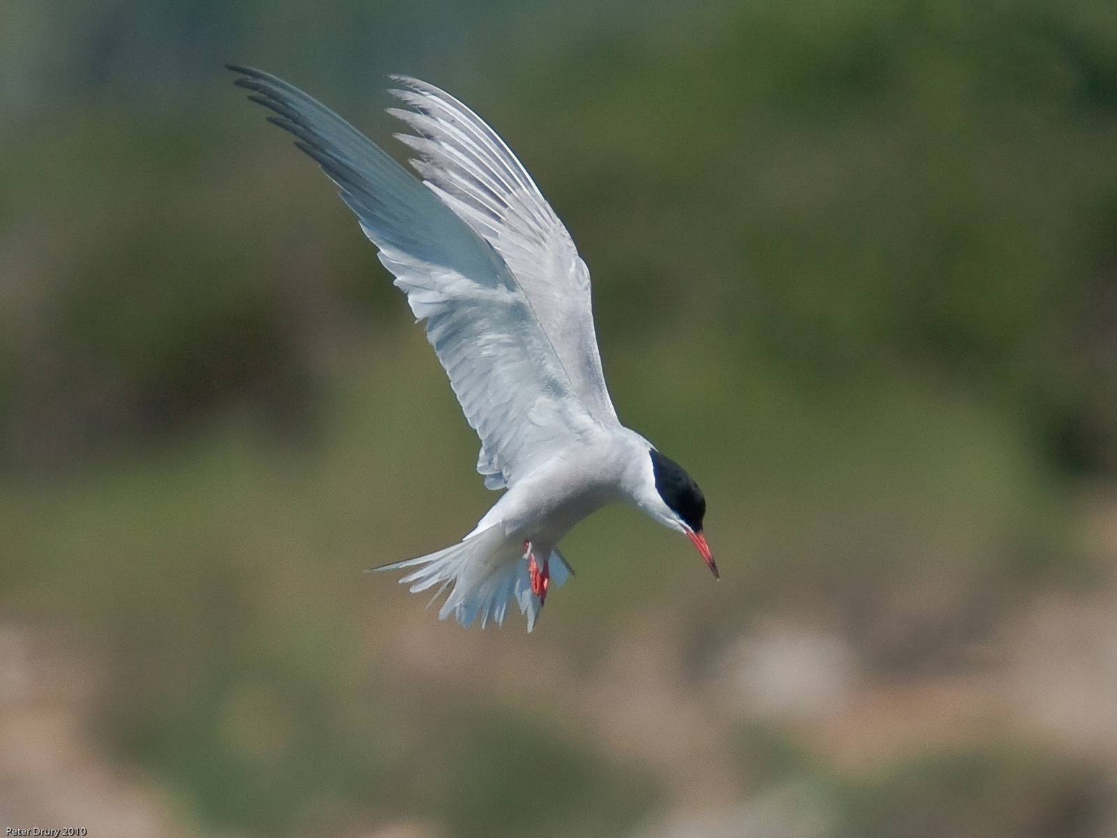 1600x1200 Tern (Sternidae), Desktop