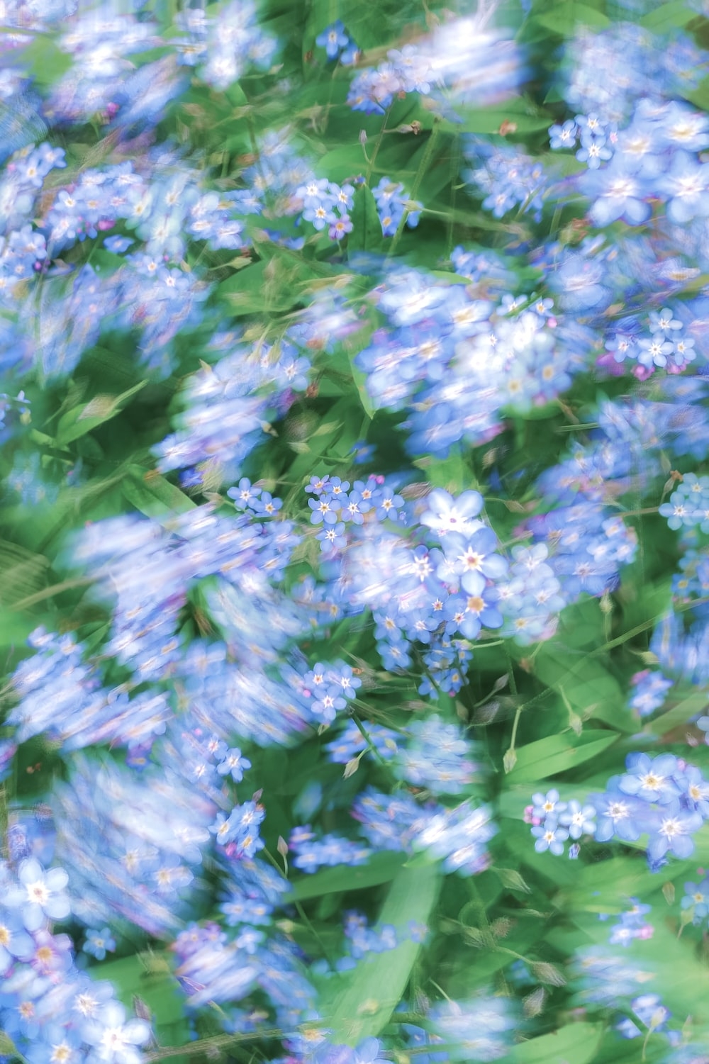 1000x1510 A bunch of blue flowers that are in the grass photo, Phone