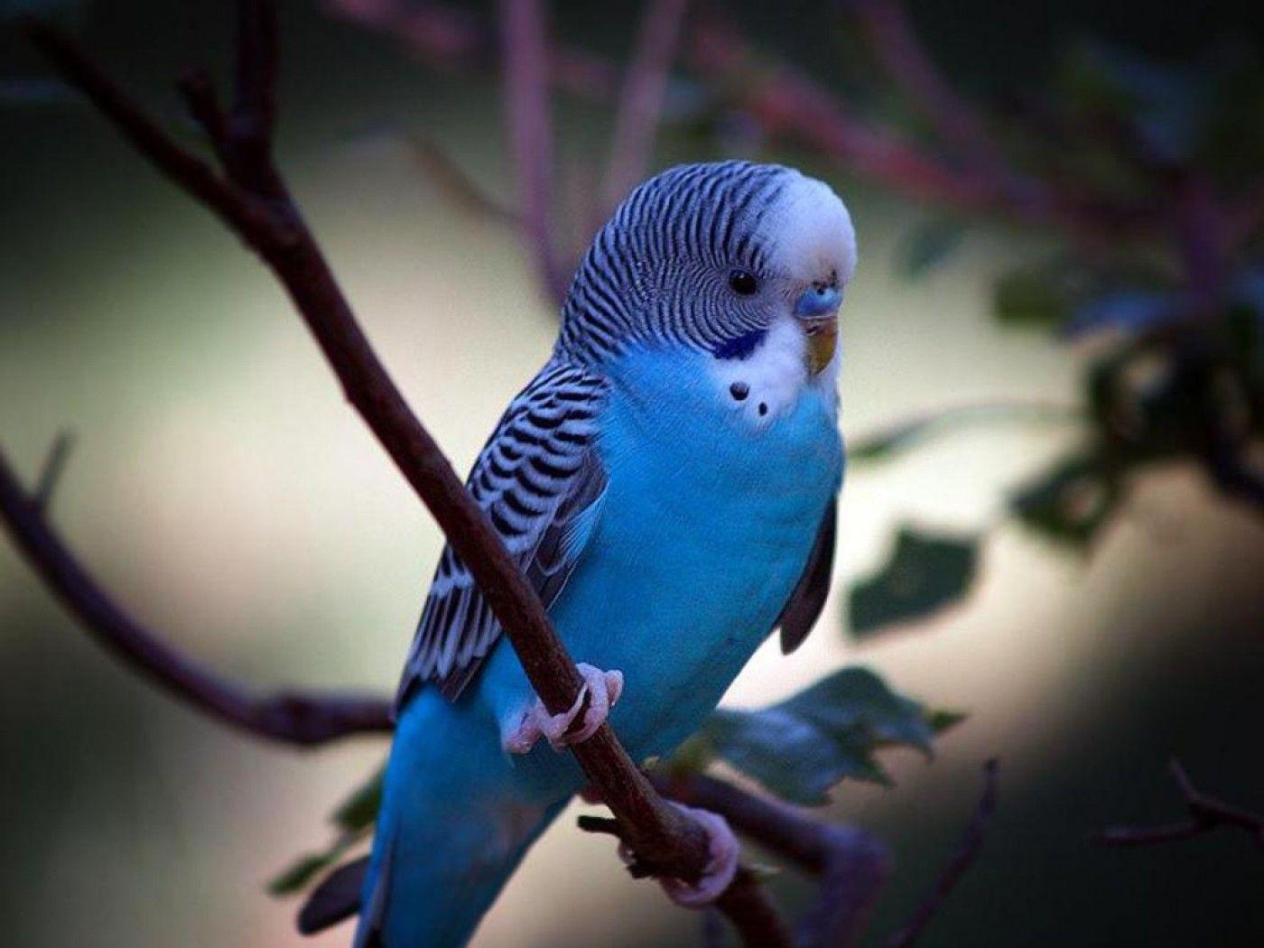 1400x1050 Parakeet Wallpaper, Desktop