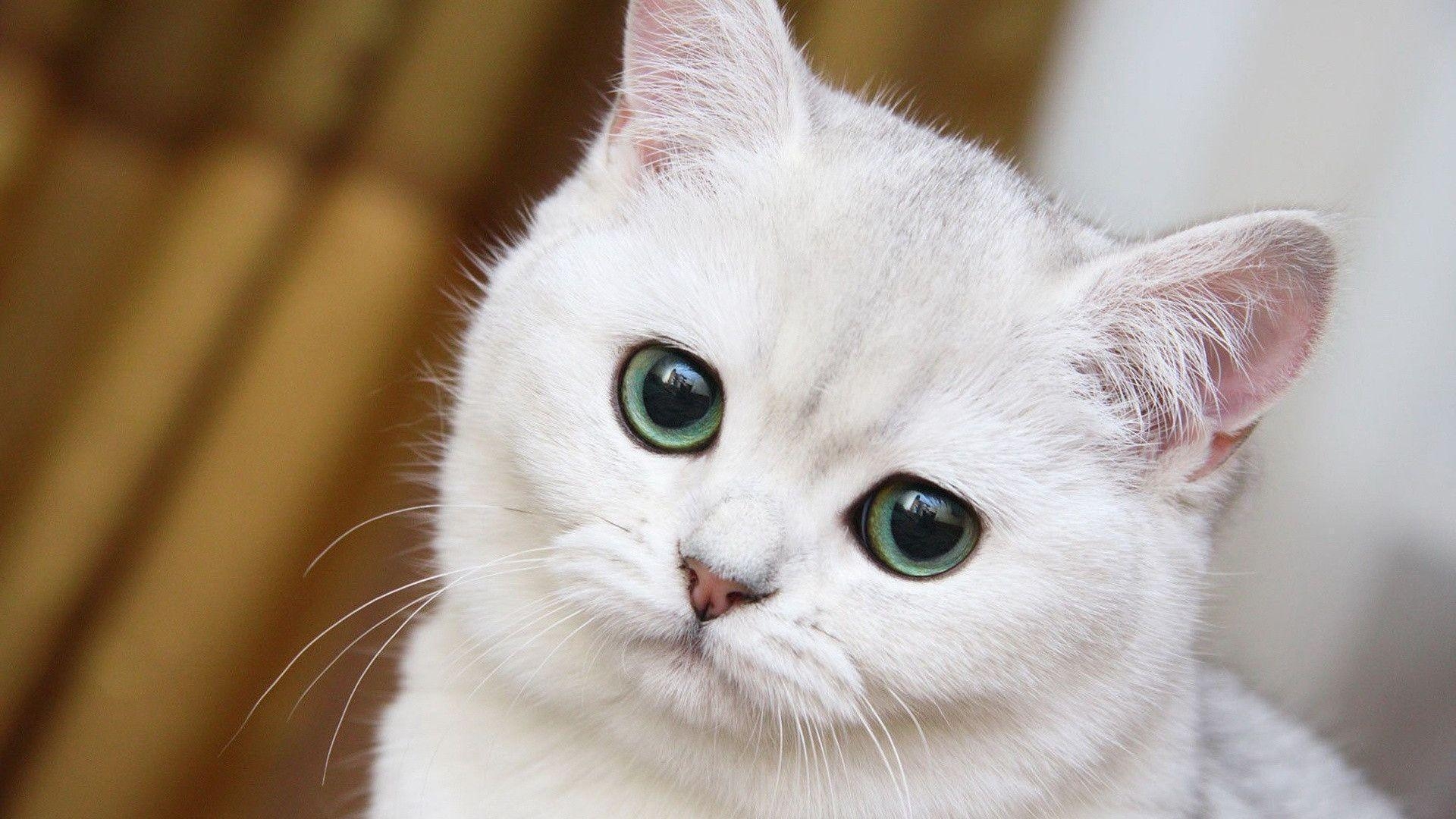 1920x1080 Cute White Cat Close Up Desktop PC And Mac Wallpaper, Desktop