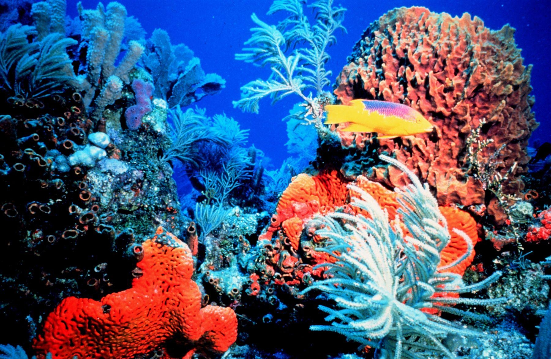 1800x1180 Coral Reef Image (23), Desktop