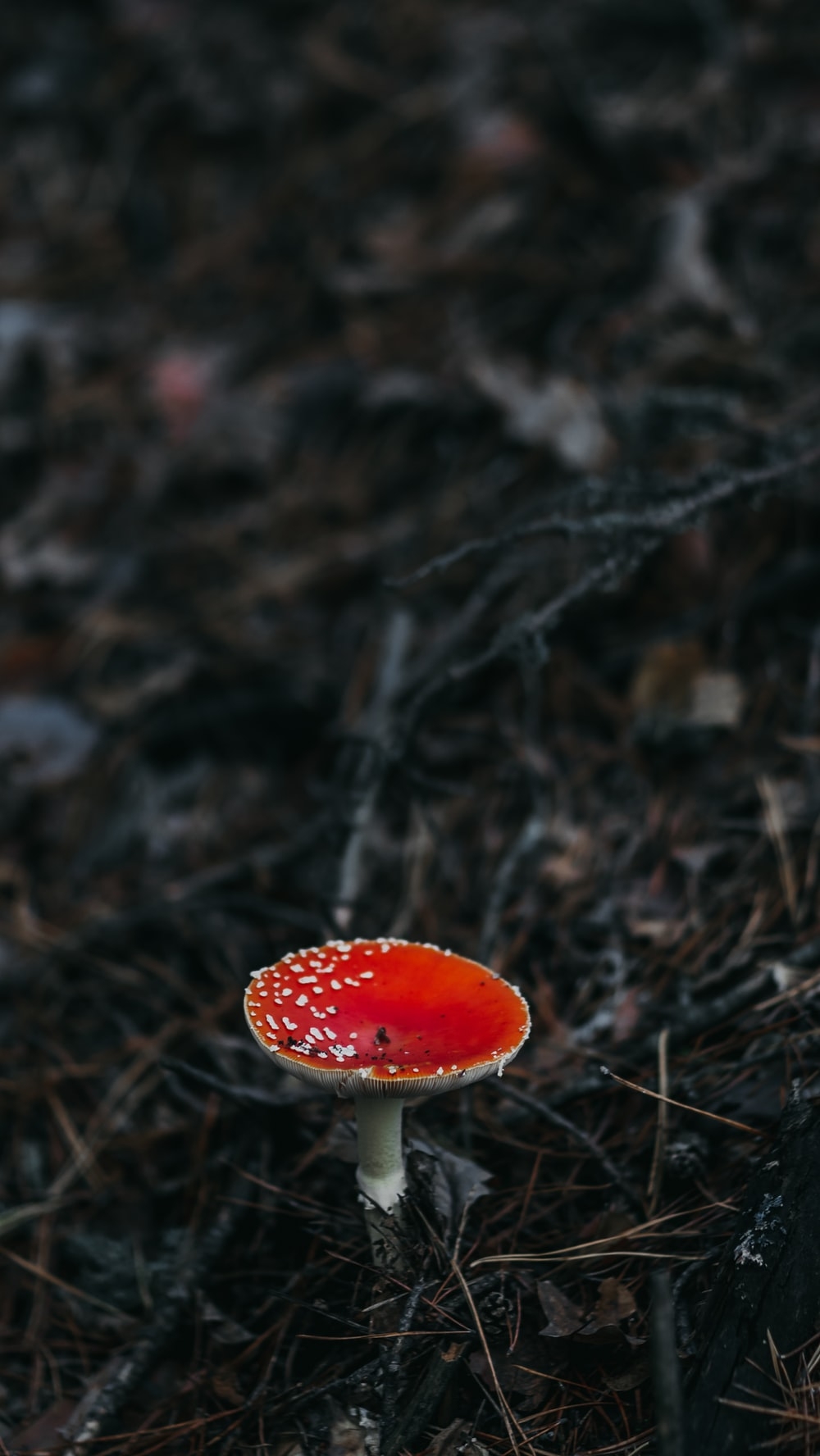 1000x1780 Red Mushroom Picture. Download Free Image, Phone