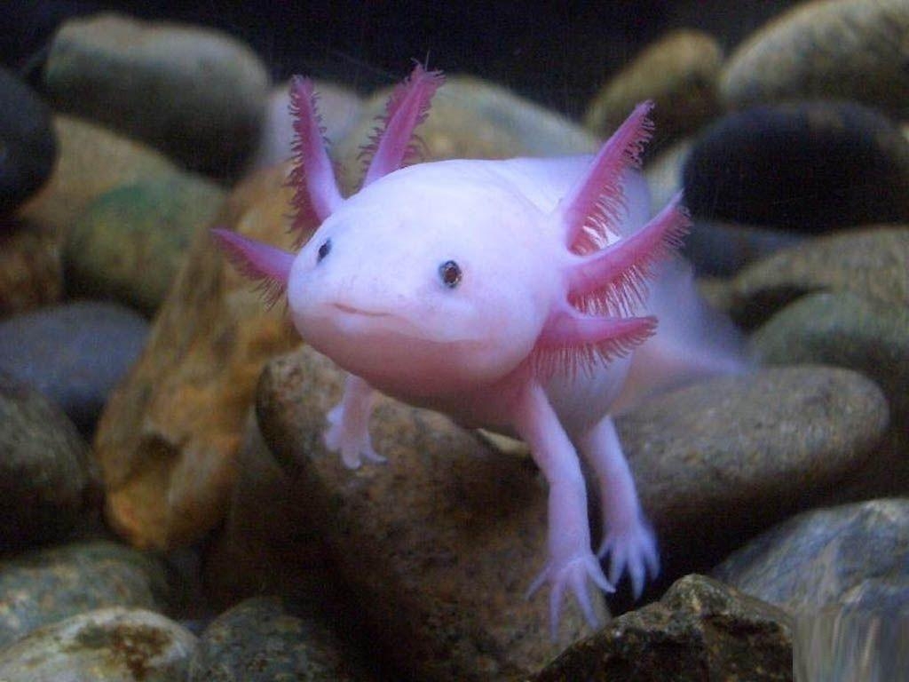 1030x770 Axolotl Life Pokemon. Fun Animals Wiki, Videos, Picture, Desktop