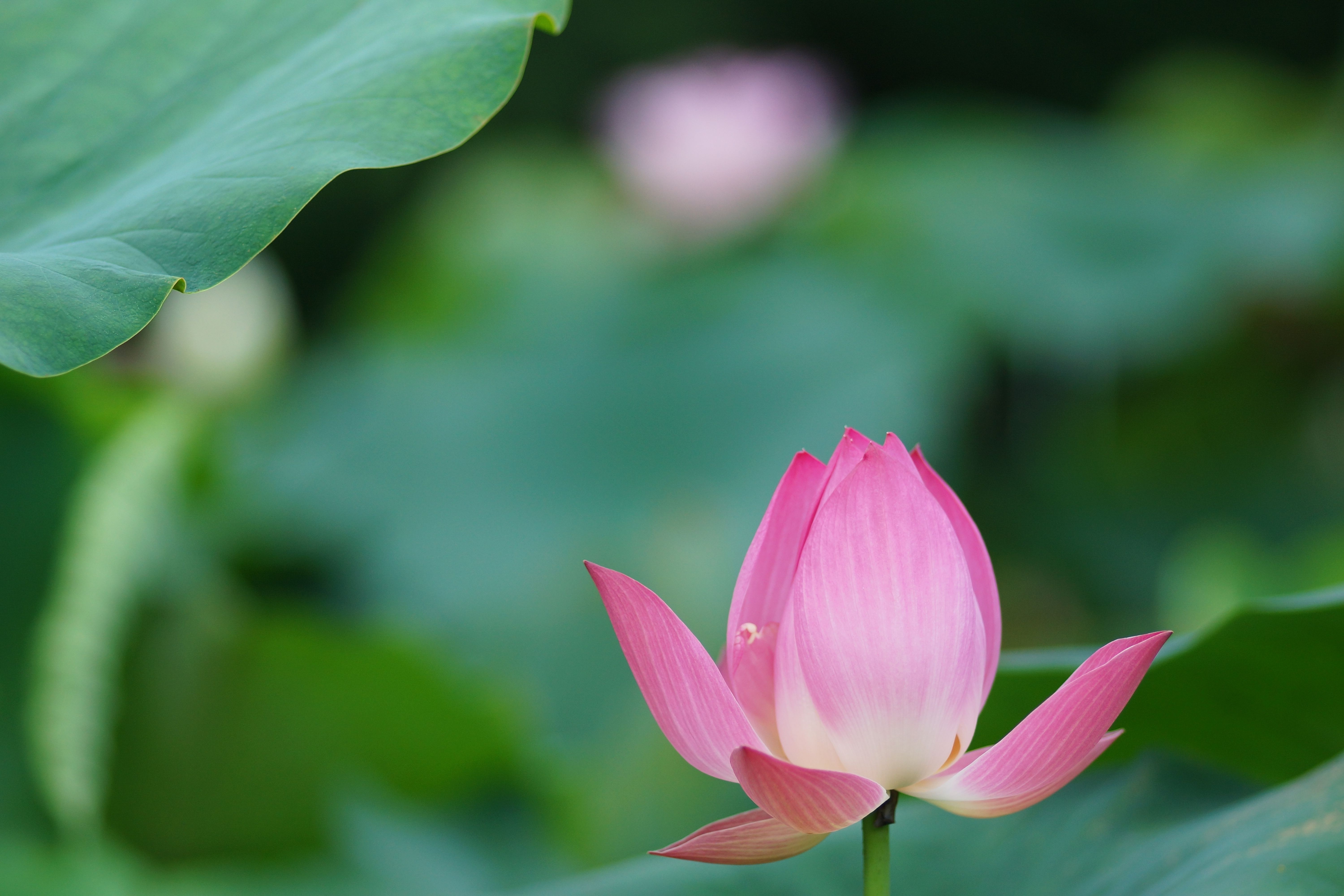 6000x4000 Lotus Flower Wallpaper, Picture, Image, Desktop