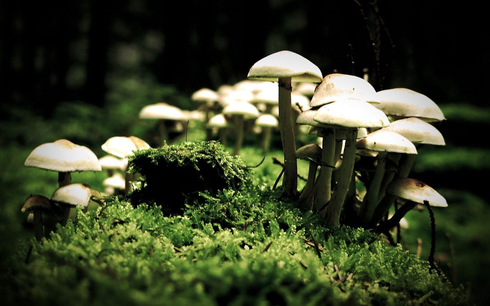 1580x990 Magic, Mushrooms, Cool Nature Wallpaper, Amazing Landscape, Plants, Desktop