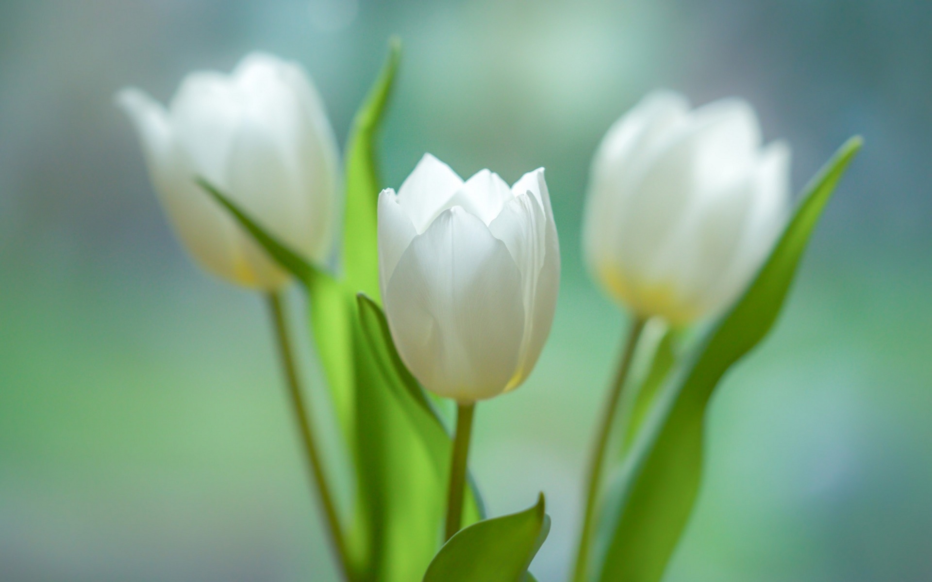 1920x1200 Download wallpaper white tulips, spring, white flowers, tulips, bouquet for desktop with resolution. High Quality HD picture wallpaper, Desktop