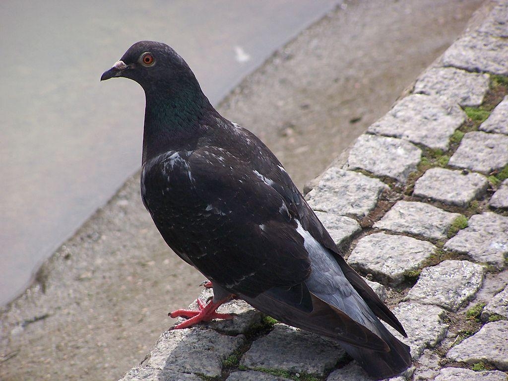 1030x770 Black Imperial Pigeon. The Black Imperial Pigeon, also known, Desktop