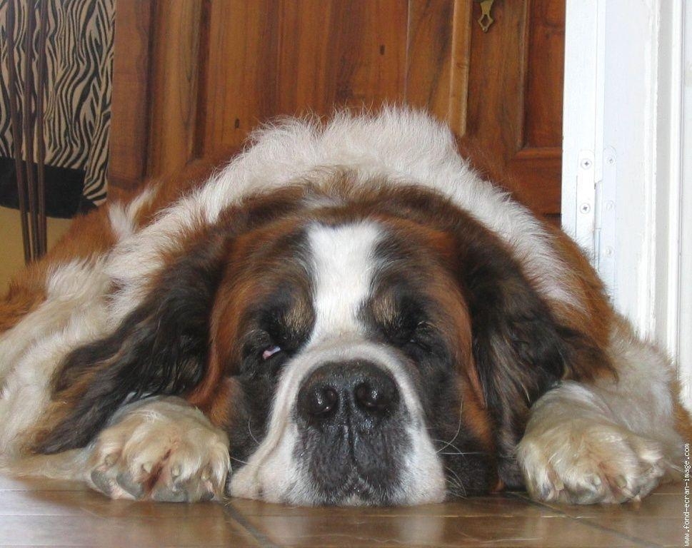 970x770 Saint Bernard The Saint 138 Dog Wallpaper The Dog, Desktop