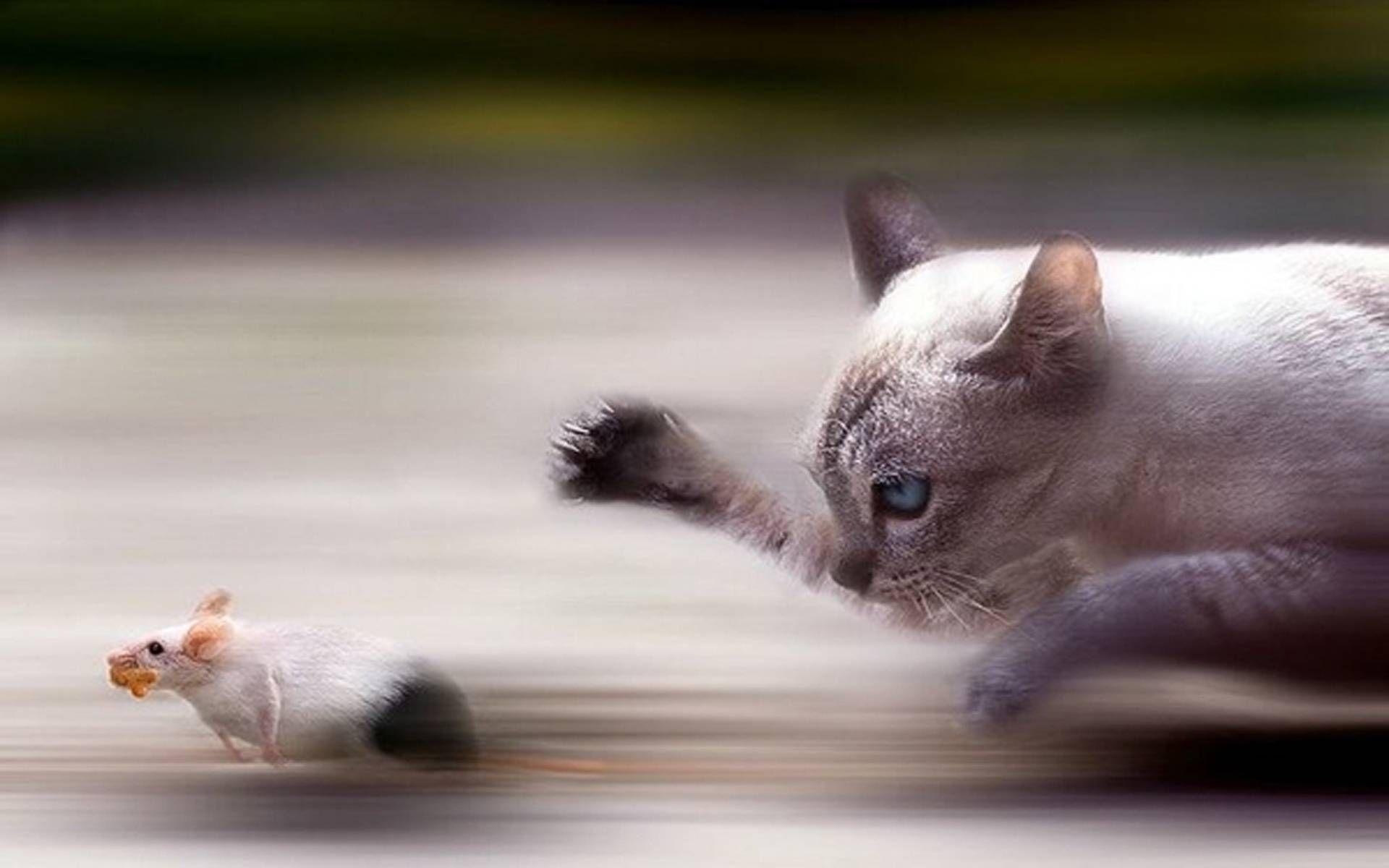 1920x1200 Rat Vs Cat Wallpaper. Source Of Inspiration, Desktop