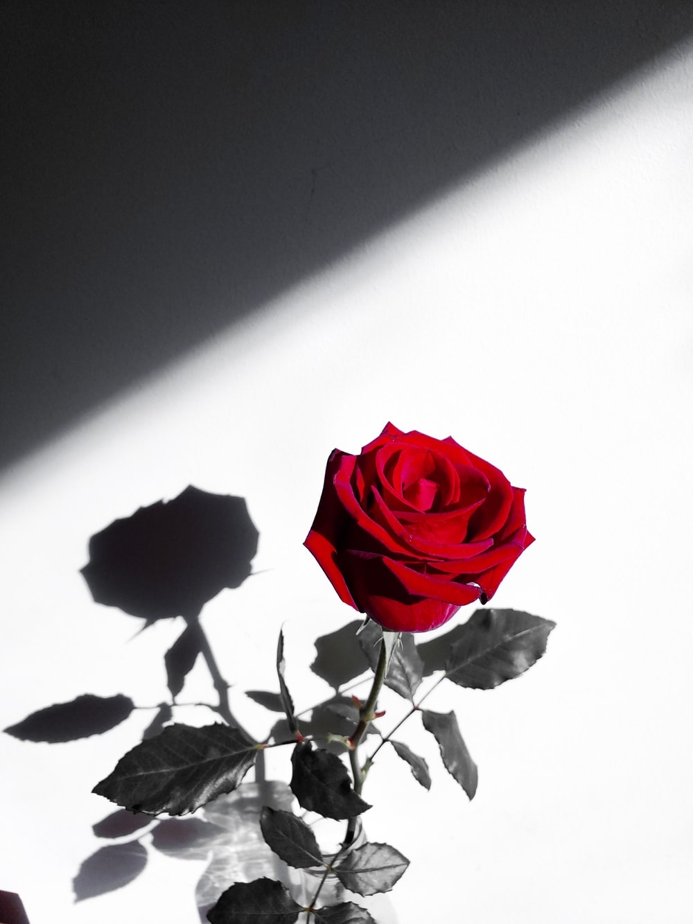 1000x1340 Red Rose Image [HQ]. Download Free Picture, Phone