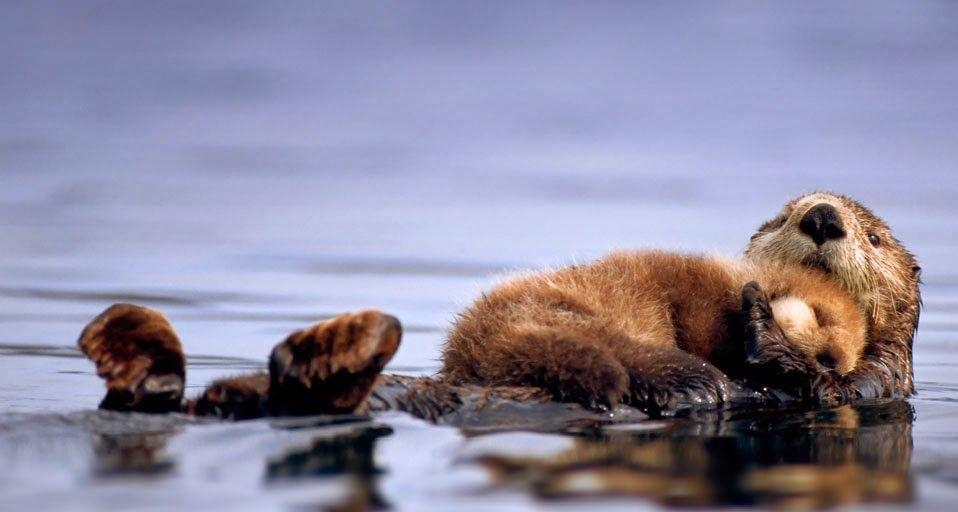 960x520 Pix For > Sea Otters Wallpaper, Desktop