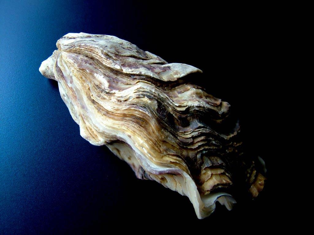 1030x770 Oyster Wallpaper. Oyster Mushroom, Desktop