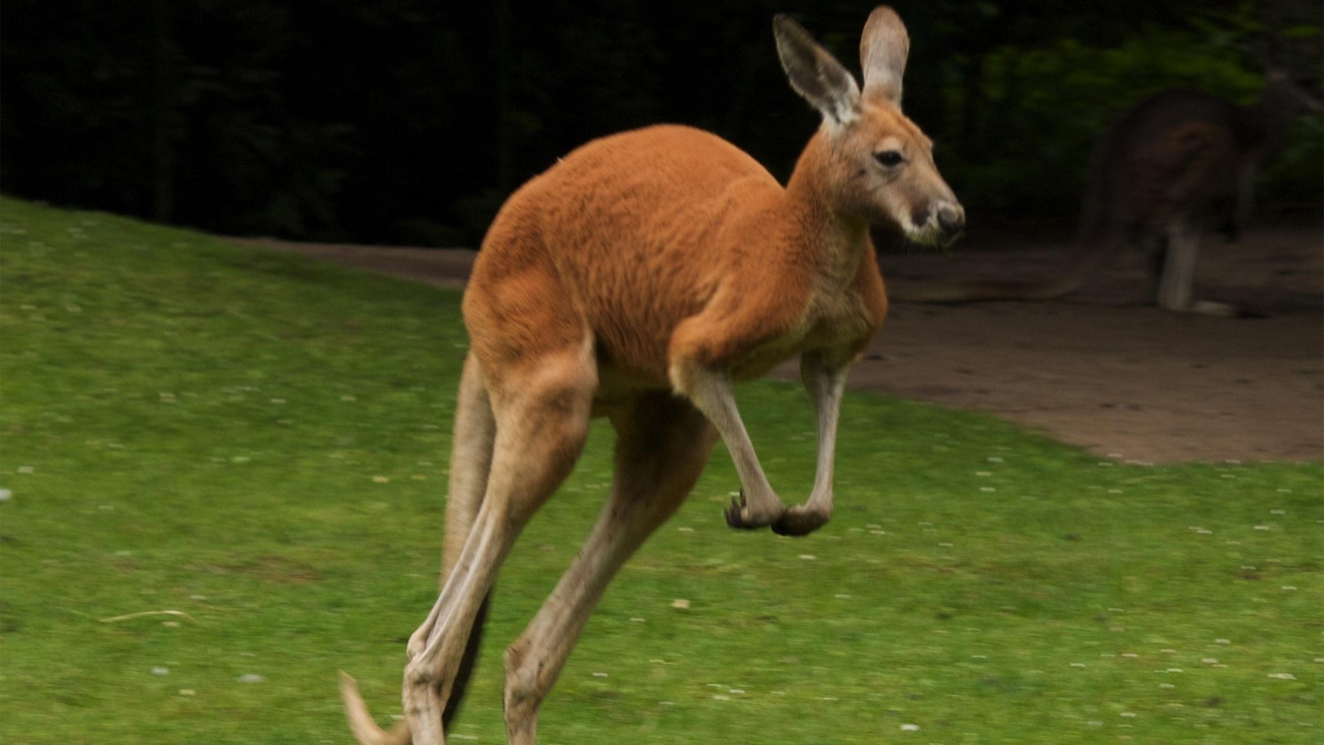 1920x1080 Kangaroo Wallpaper Wallpaper, Desktop