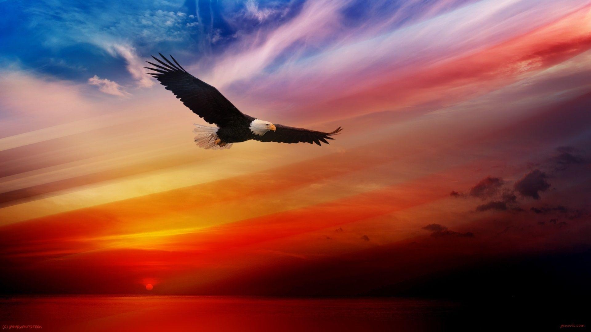 1920x1080 Bald Eagle Wallpaper HD Image, Desktop