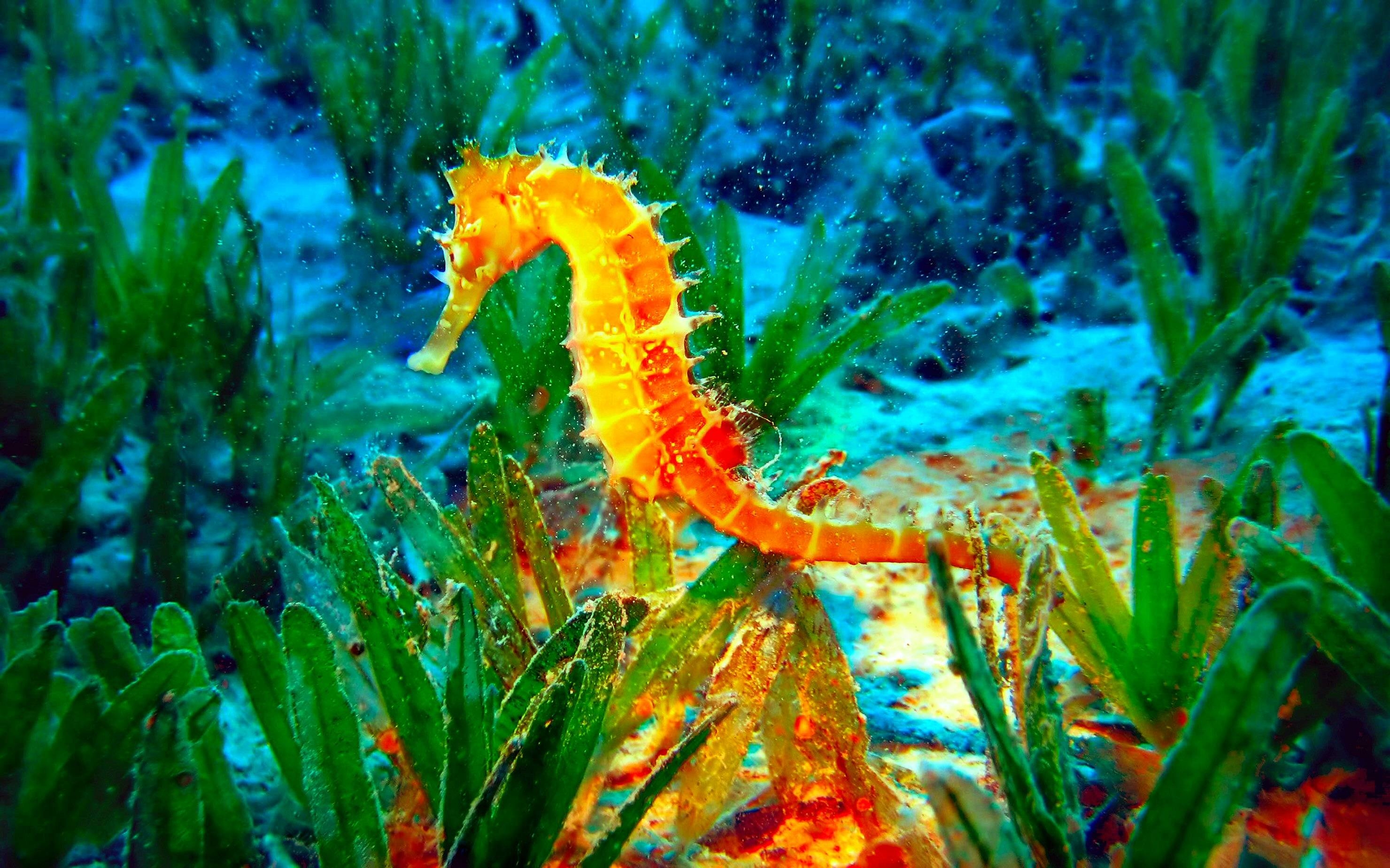 2960x1850 Seahorse Wallpaper, Desktop