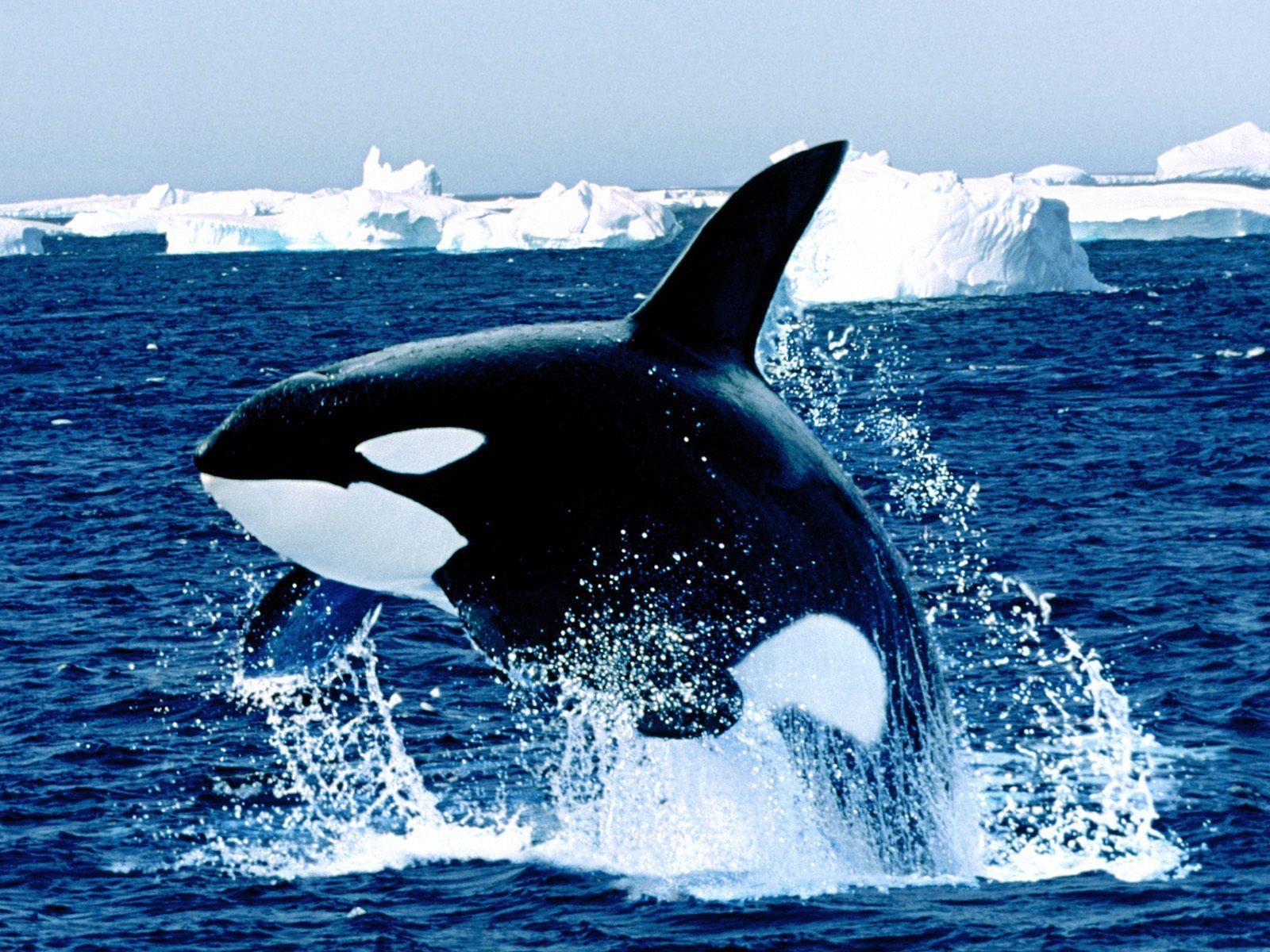 1600x1200 Emerging orca killer whale free desktop background, Desktop