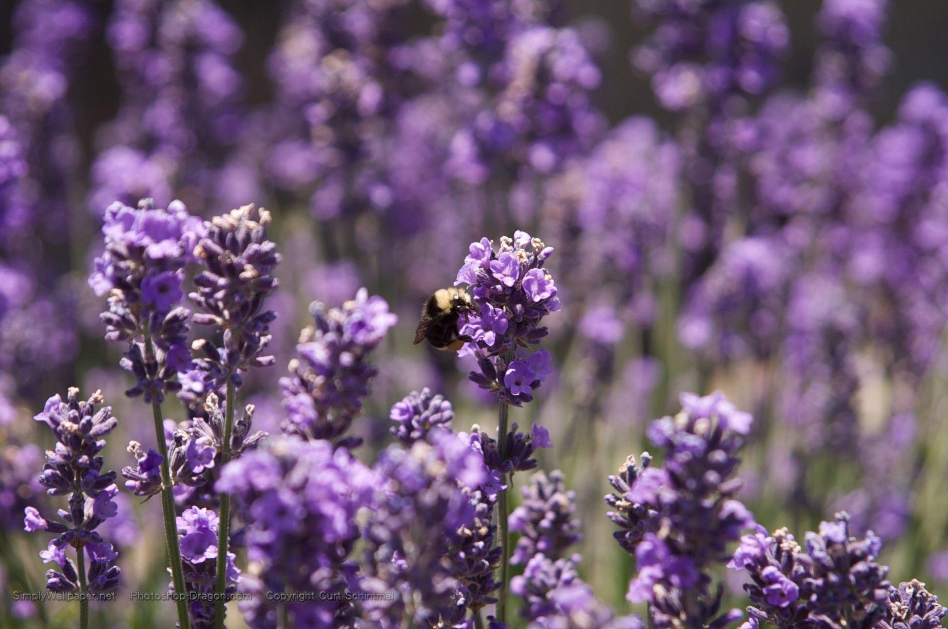 1920x1280 Bee and Purple Flowers Desktop Wallpaper, Desktop