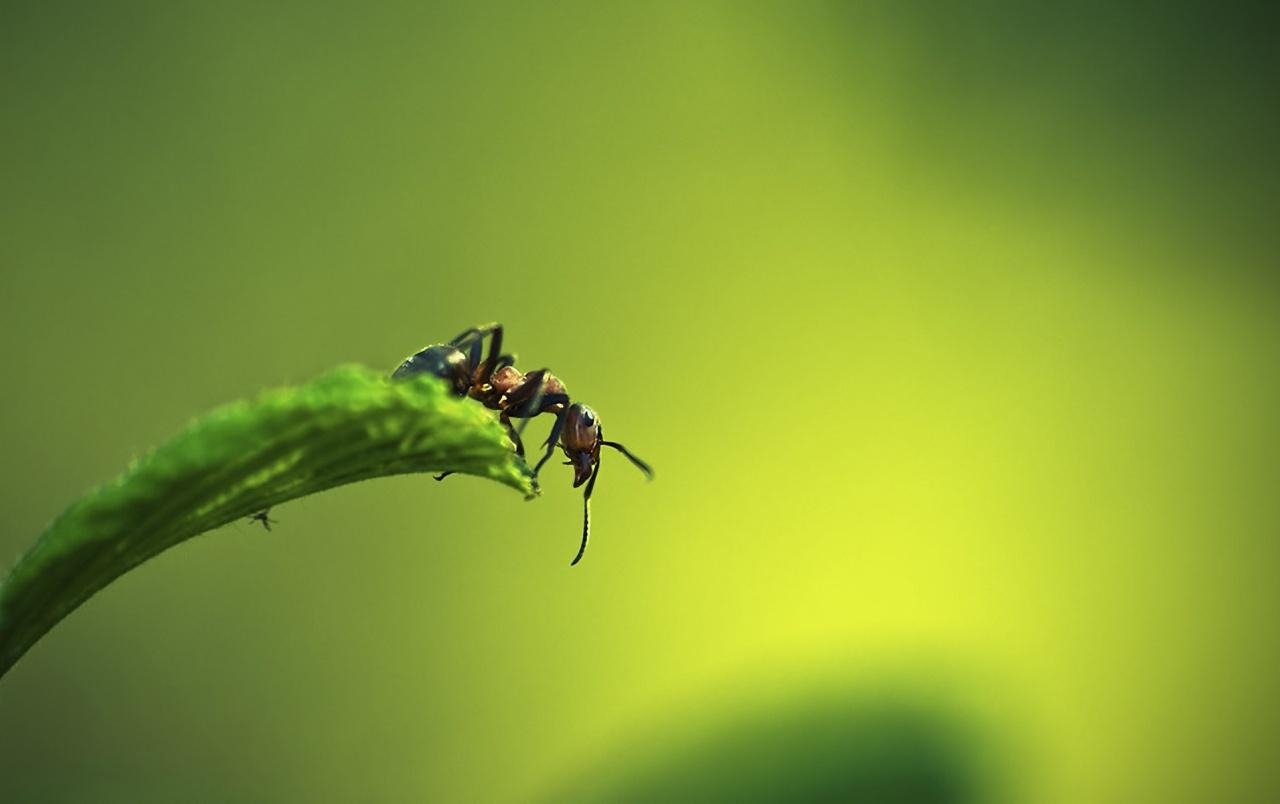 1280x810 Ant Wallpaper 7 X 804, Desktop