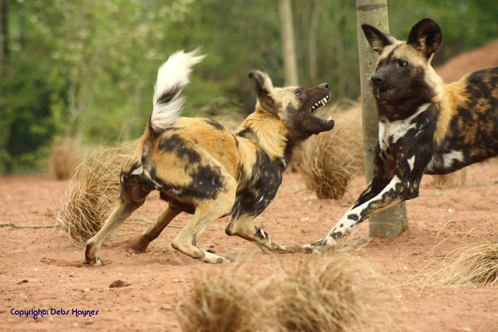 1600x1070 Free download WildLife African Wild Dog Facts Image, Desktop