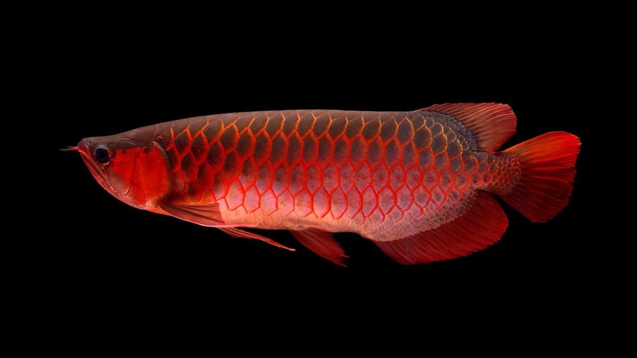 1280x720 Red Arowana Live Wallpaper, Desktop