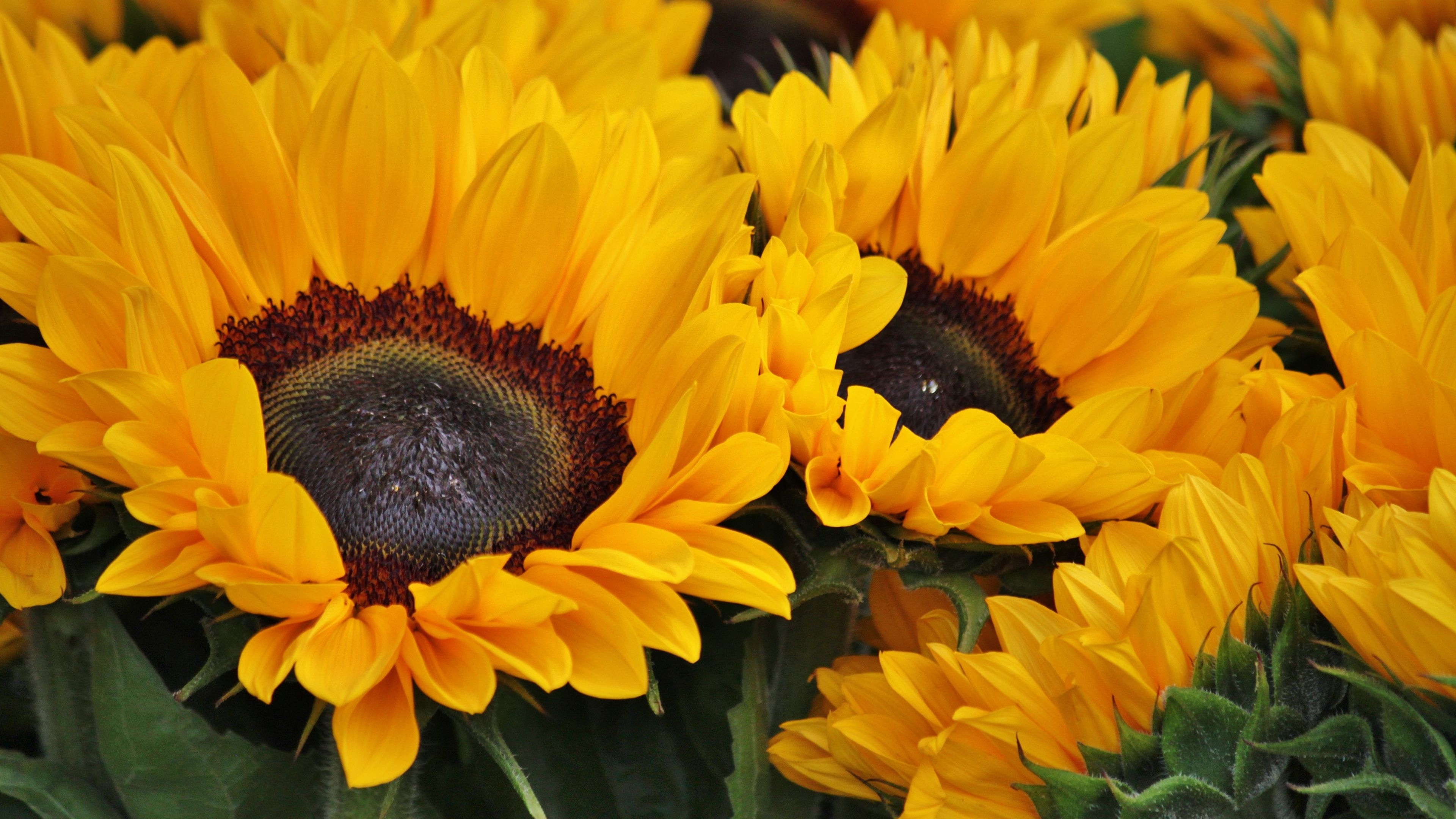 3840x2160 Sunflowers, Blossom, Spring, Floral Background, Yellow flowers, 4k Free deskk wallpaper, Ultra HD, Desktop