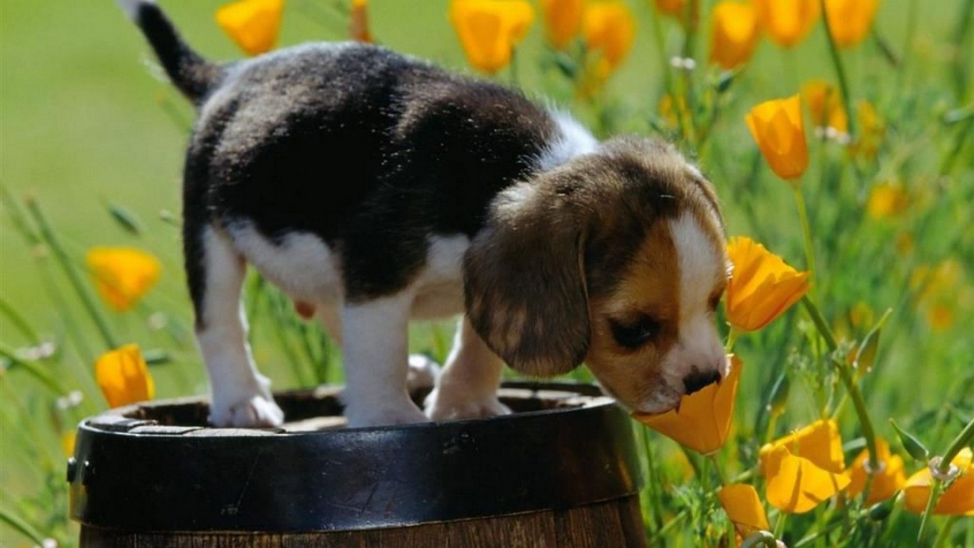 1920x1080 Cute Spring Desktop Background HD. Best HD Wallpaper. Baby animals picture, Cute computer background, Cutest thing ever, Desktop