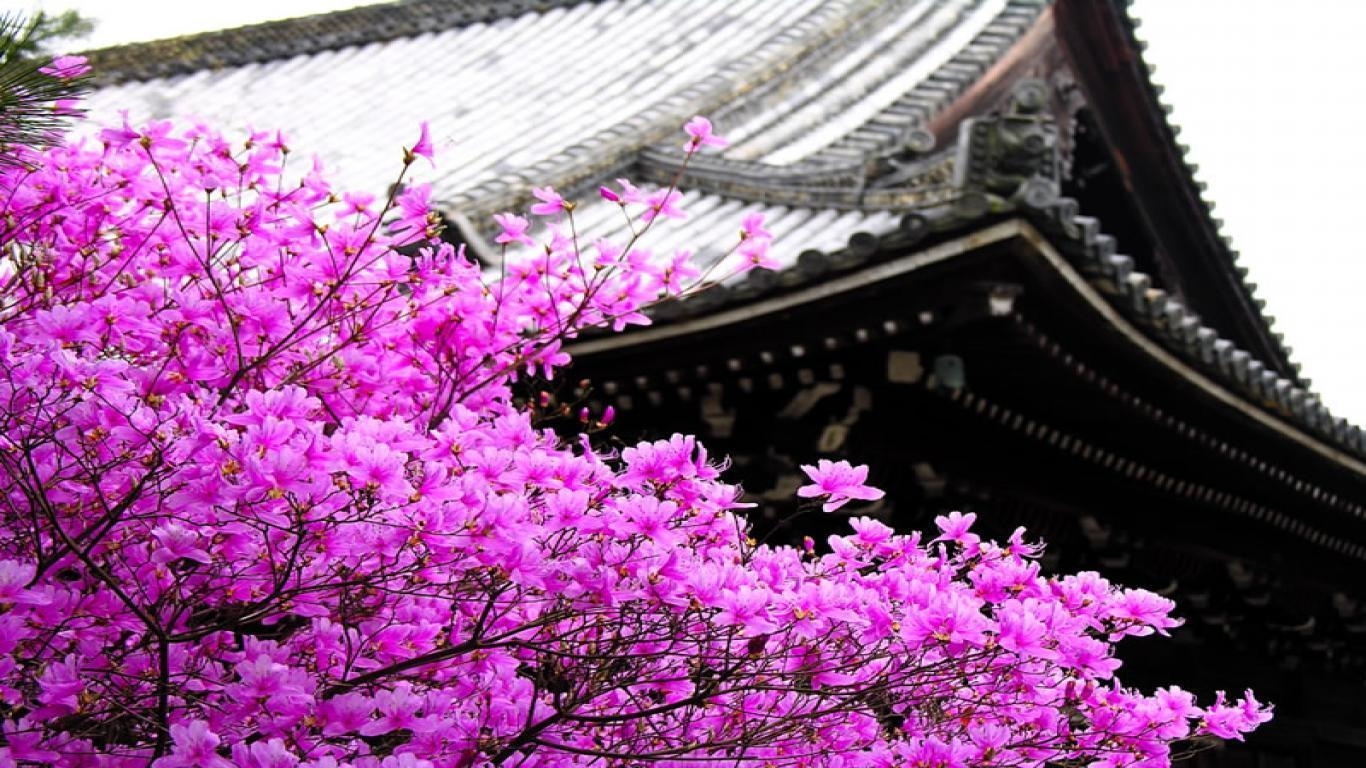 1370x770 Sakura flower wallpaper HD with blossom tree, Desktop