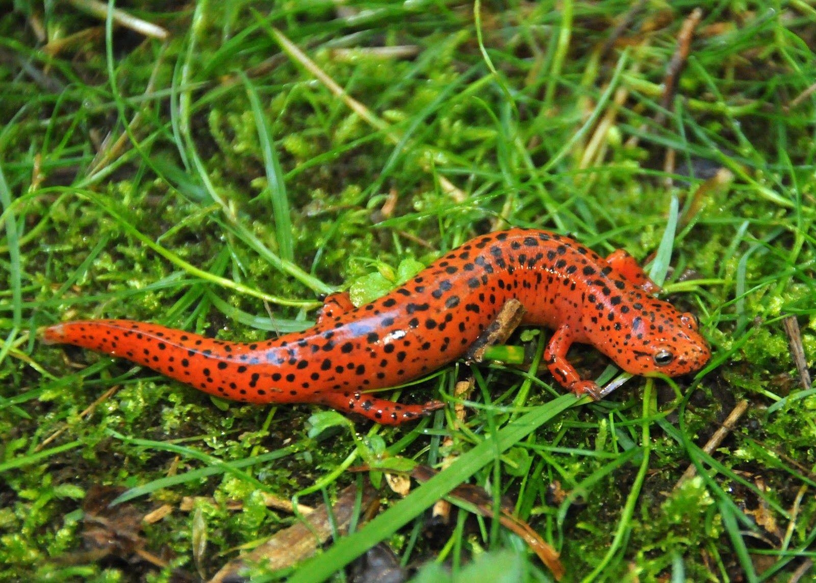 1600x1150 HD Salamander Wallpaper and Photo. HD Animals Wallpaper, Desktop