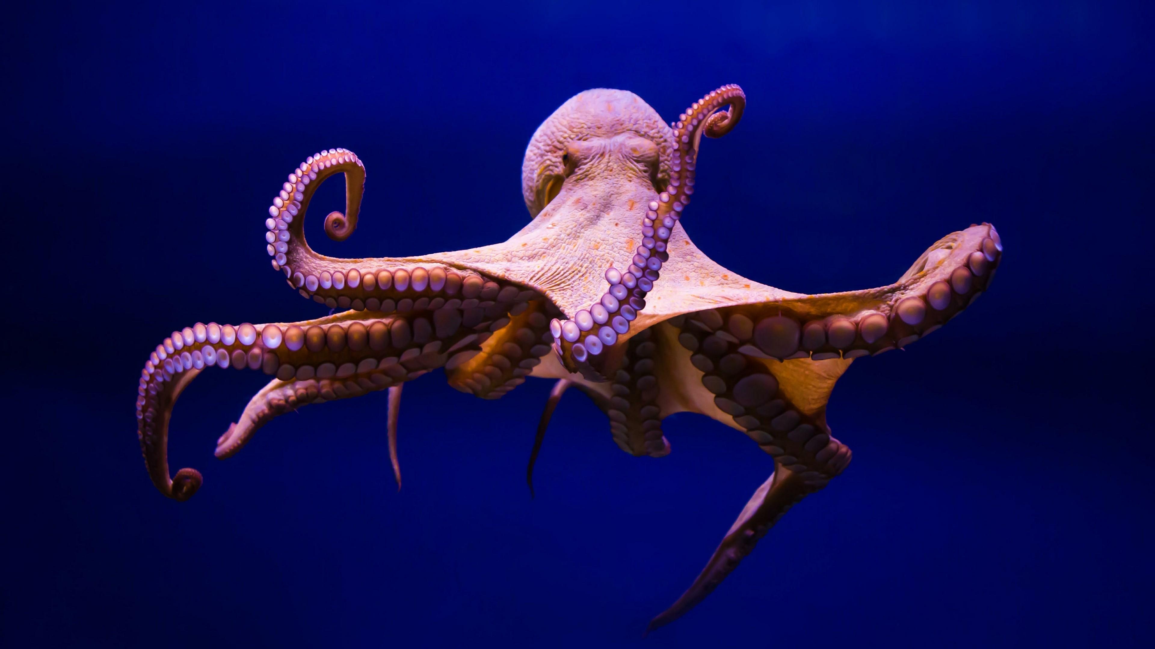 3840x2160 Octopus 4K UltraHD Wallpaper. Wallpaper Studio 10, Desktop