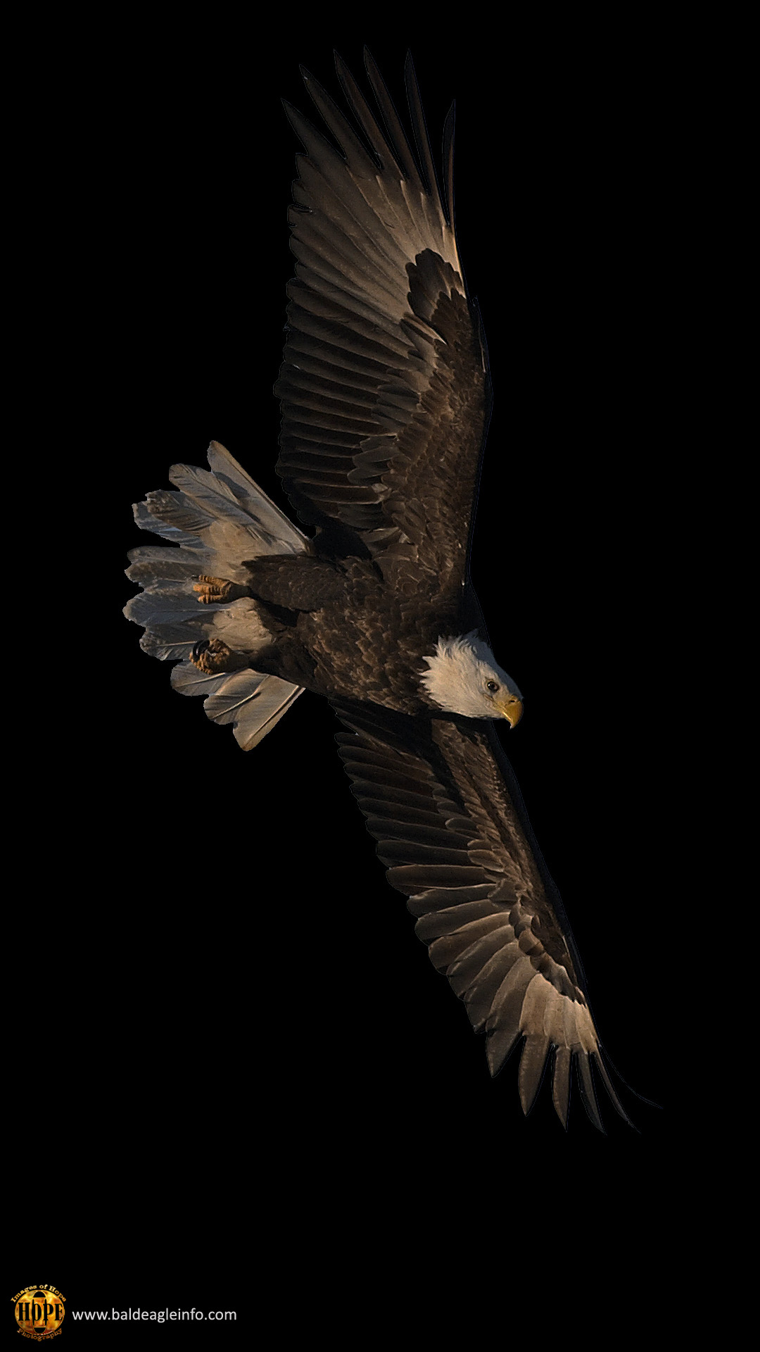 1080x1920 Eagle Wallpaper Best Eagle Background Download, Phone