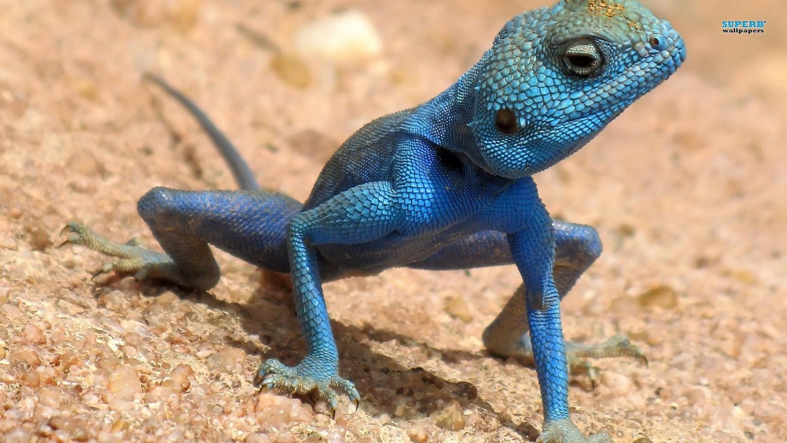 1600x900 Agama, Desktop