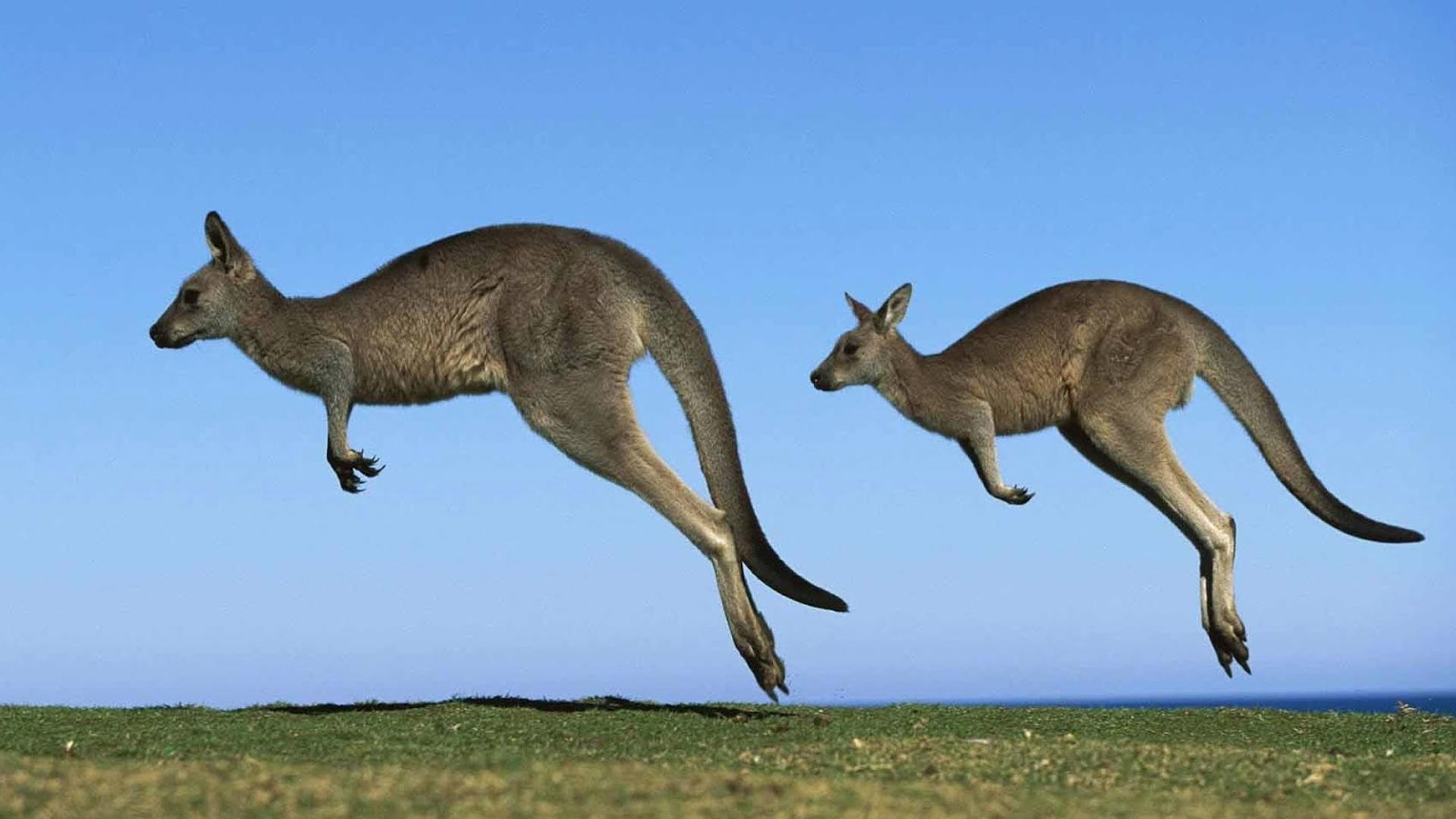 1920x1080 Kangaroo Wallpaper, Desktop