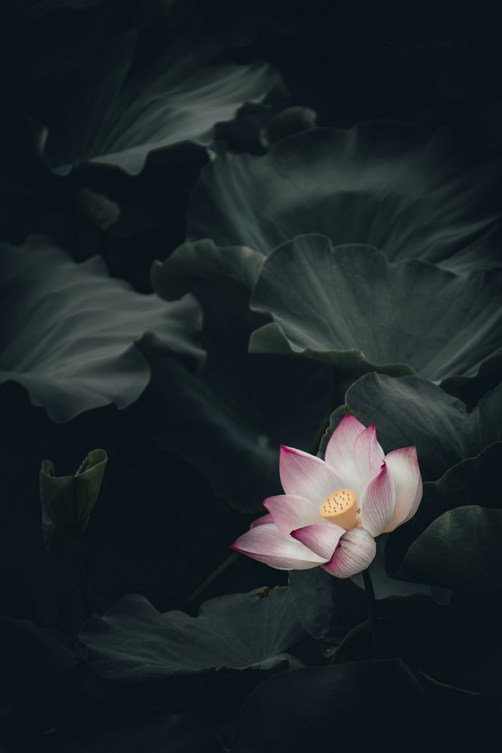 1000x1500 Lotus Picture. Download Free Image, Phone