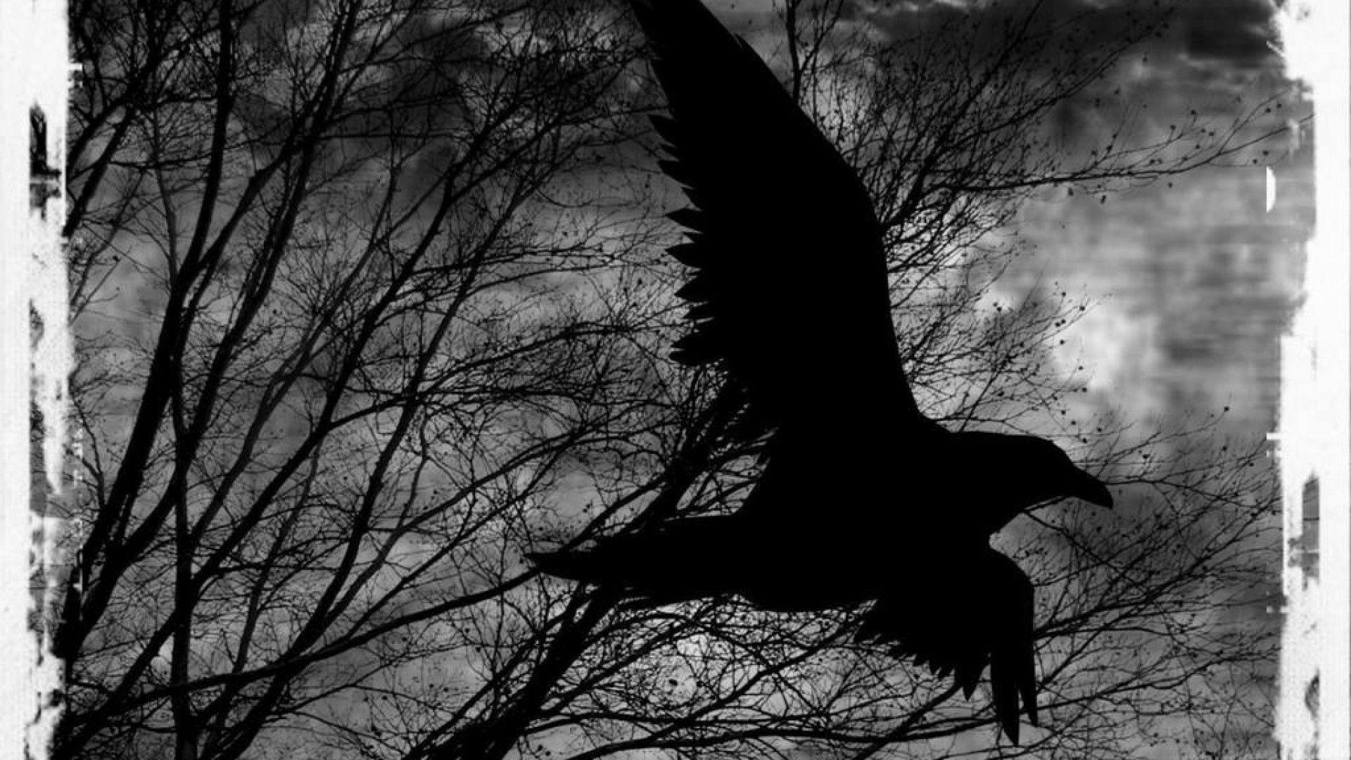 1920x1080 Raven Wallpaper. Large HD Wallpaper Database, Desktop