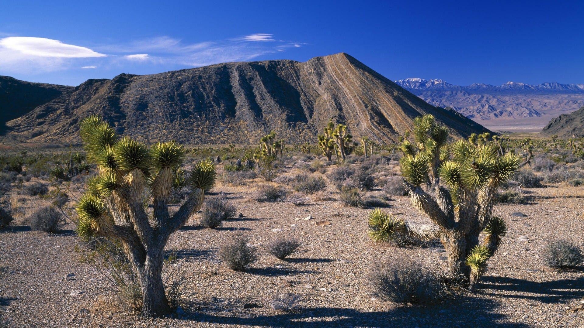 1920x1080 Joshua Tree National Park Wallpaper, Desktop