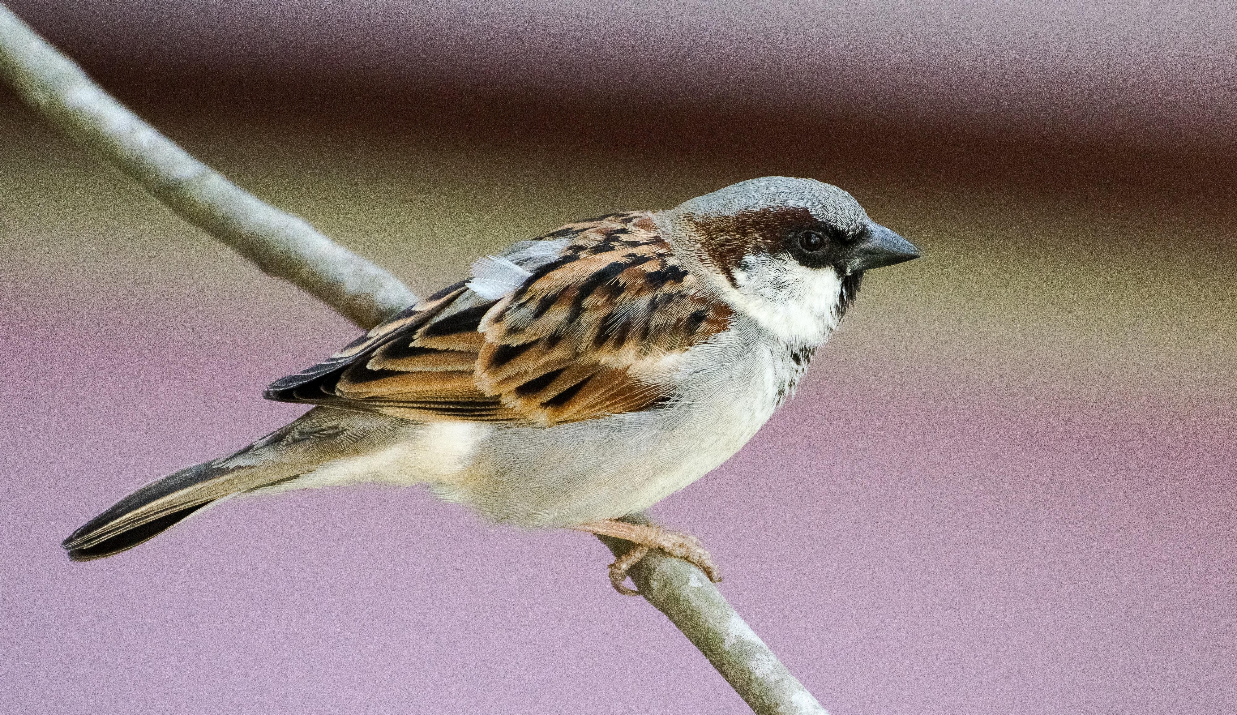 4000x2320 Free of house sparrow, nature, Desktop