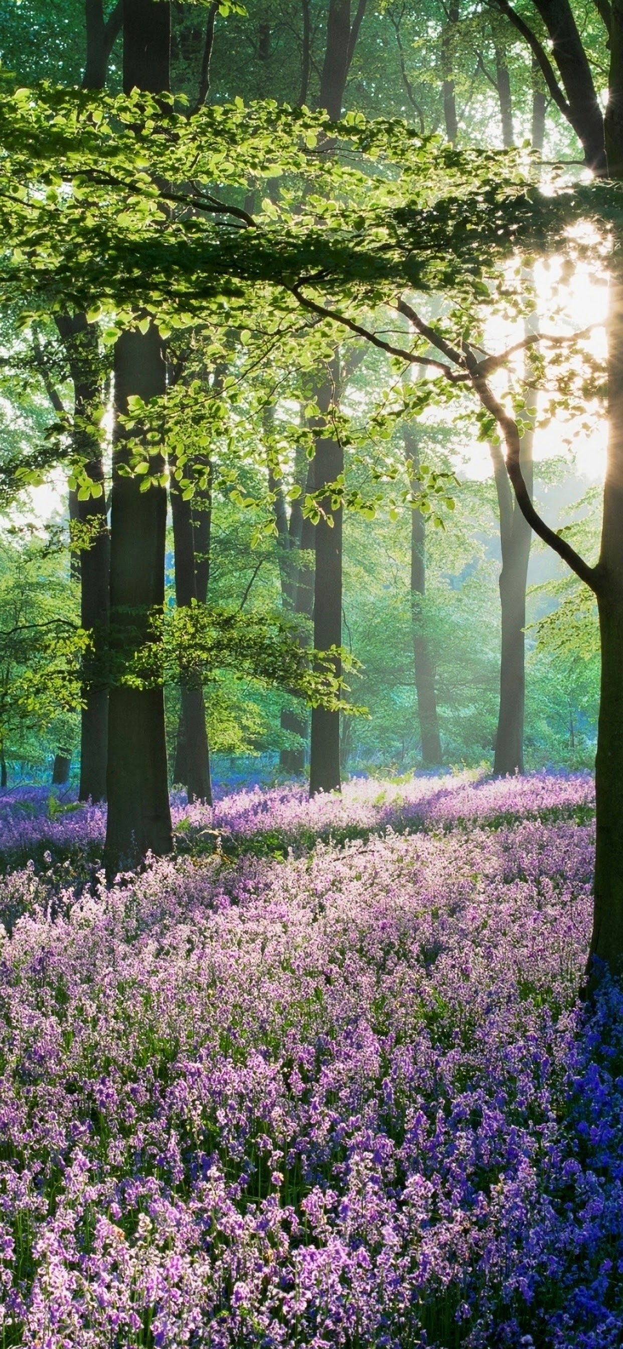 1250x2690 Lavender Flowers Forest Nature Scenery 4K Wallpaper, Phone