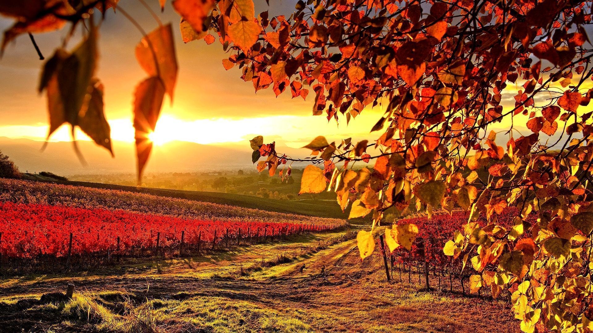 1920x1080 Beautiful Vineyard Autumn Wallpaper Full HD Wallpaper. High, Desktop