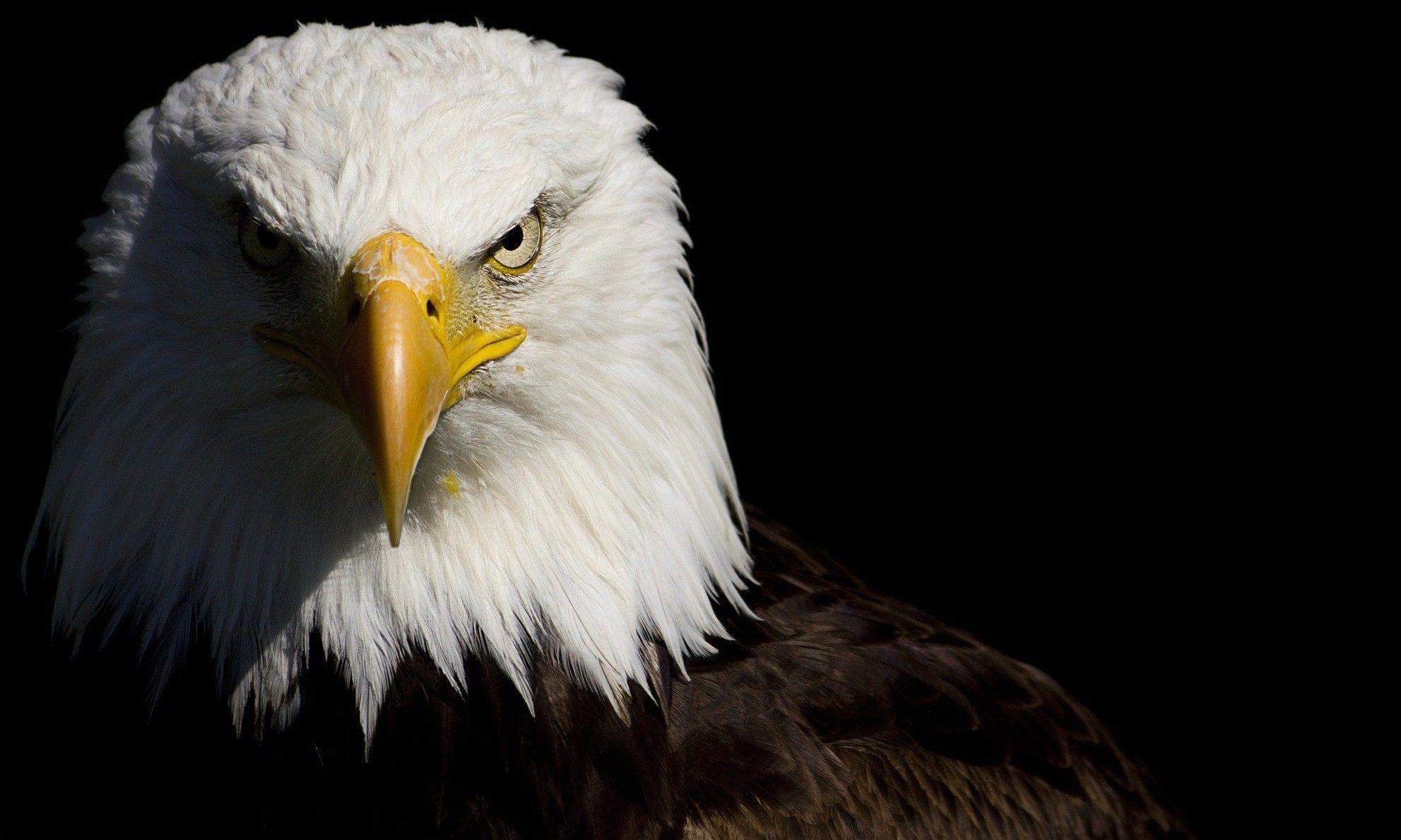 1990x1190 Bald Eagle HD Wallpaper and Background Image, Desktop