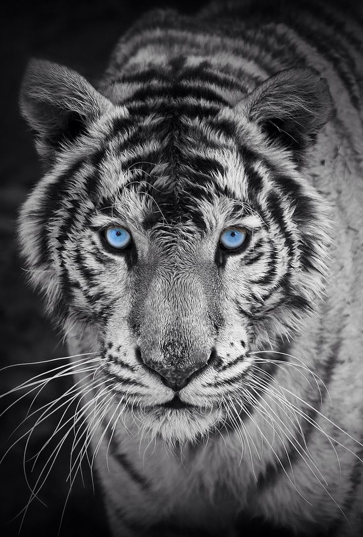 740x1090 Tiger iPhone Free Wallpaper 2347 Wallpaper Site, Phone