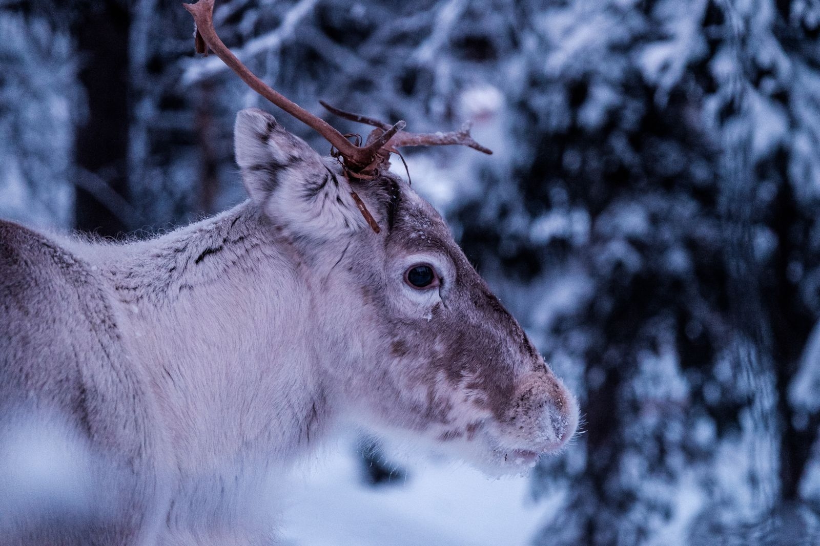 1600x1070 Animal Close Up Forest Snow Winter Blur Wildlife Cold Mammal Wallpaper.com. Best High Quality Wallpaper, Desktop