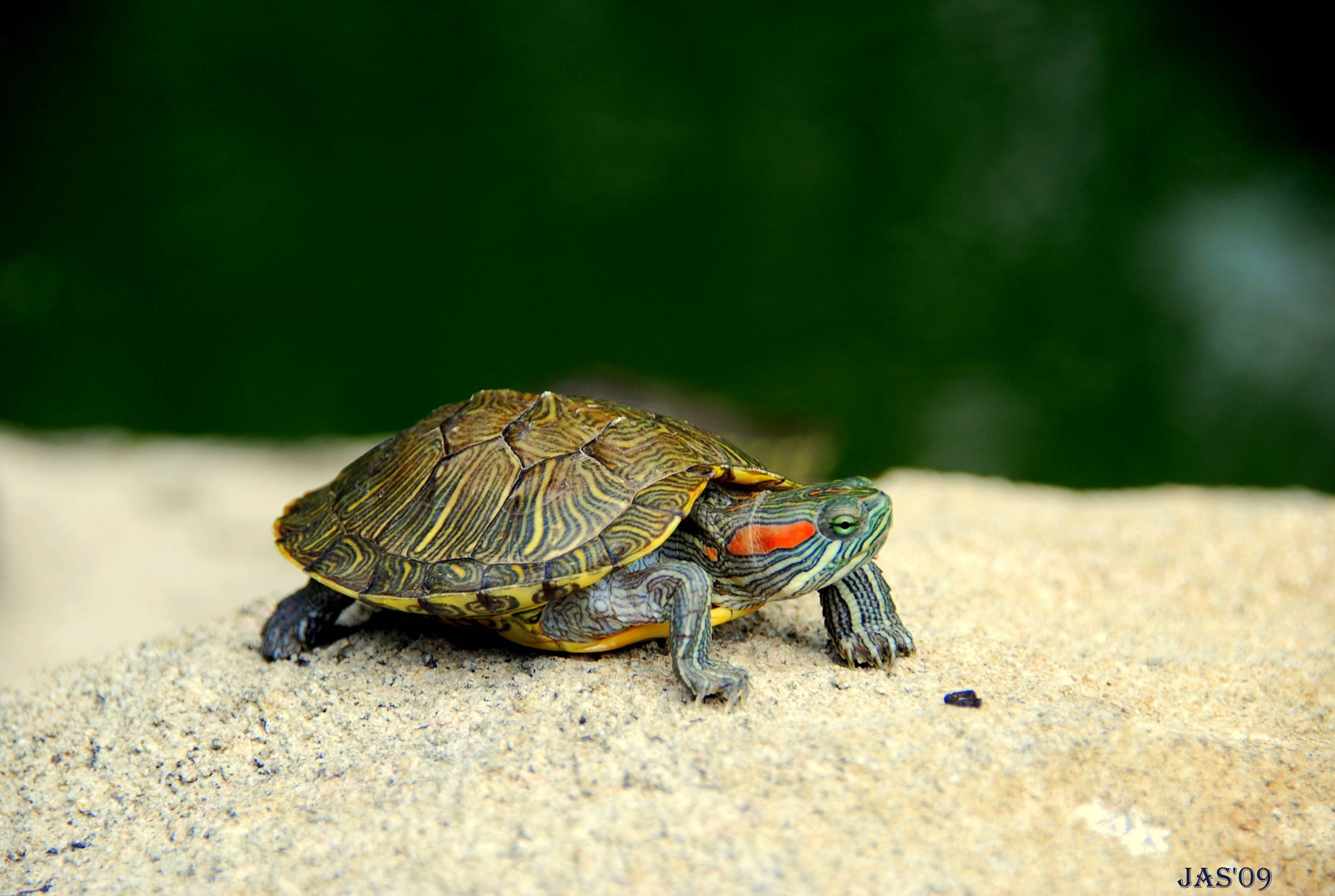 2900x1950 Turtle Wallpaper, Desktop