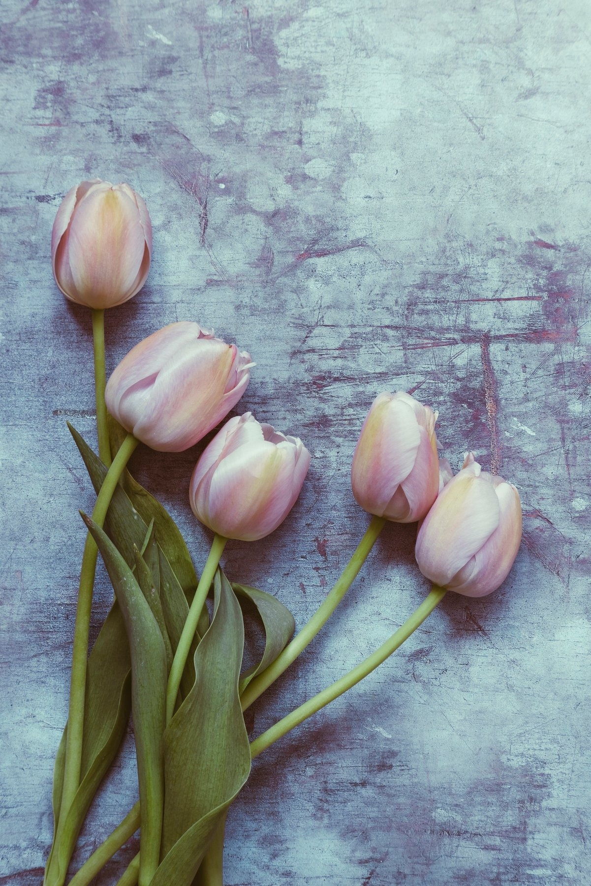 1210x1800 Delicate Tulips Wallpaper, Phone